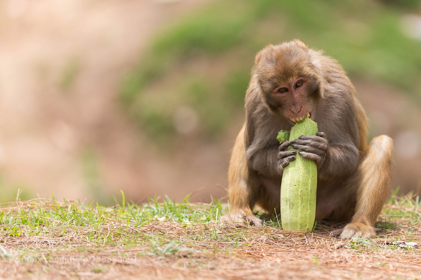 Canon EOS 6D sample photo. Monkey  photography