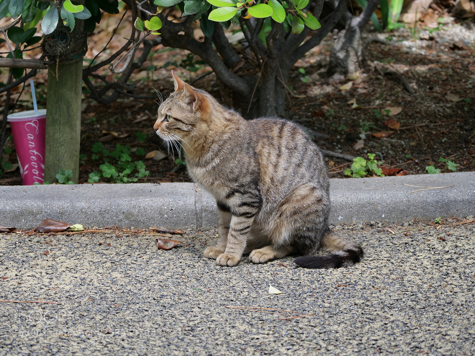 Panasonic Lumix DC-G9 sample photo. Is　there　something? photography