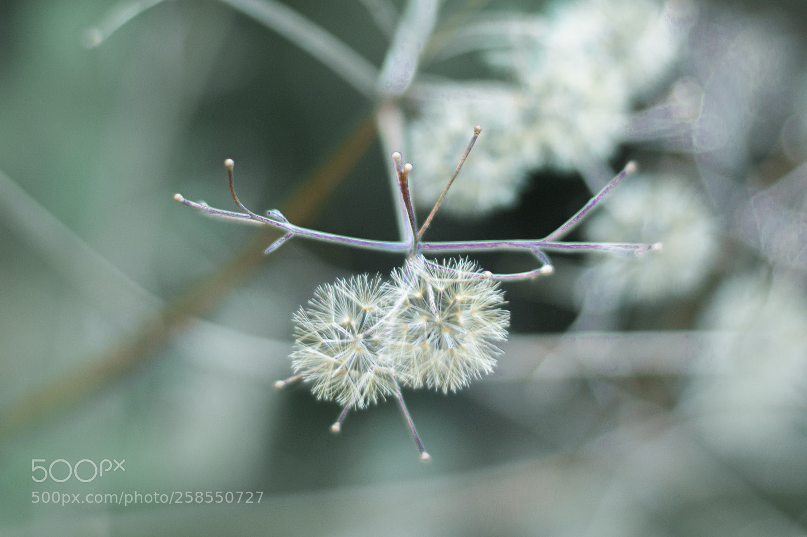 Nikon D3200 sample photo. White dandelions photography