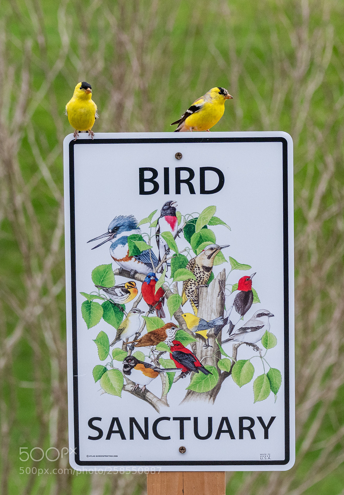 Nikon D810 sample photo. Bird sanctuary photography