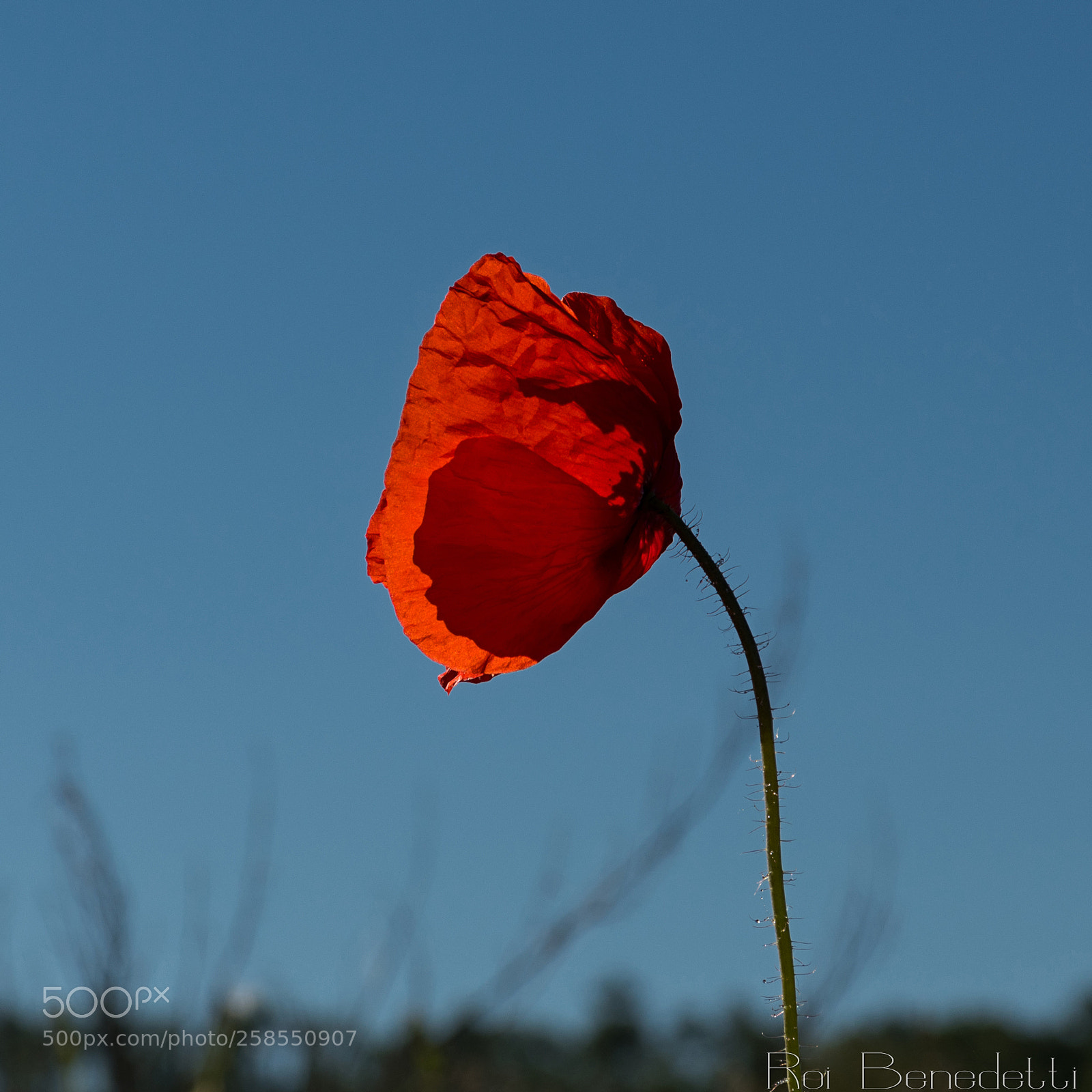 Nikon D500 sample photo. La luce photography