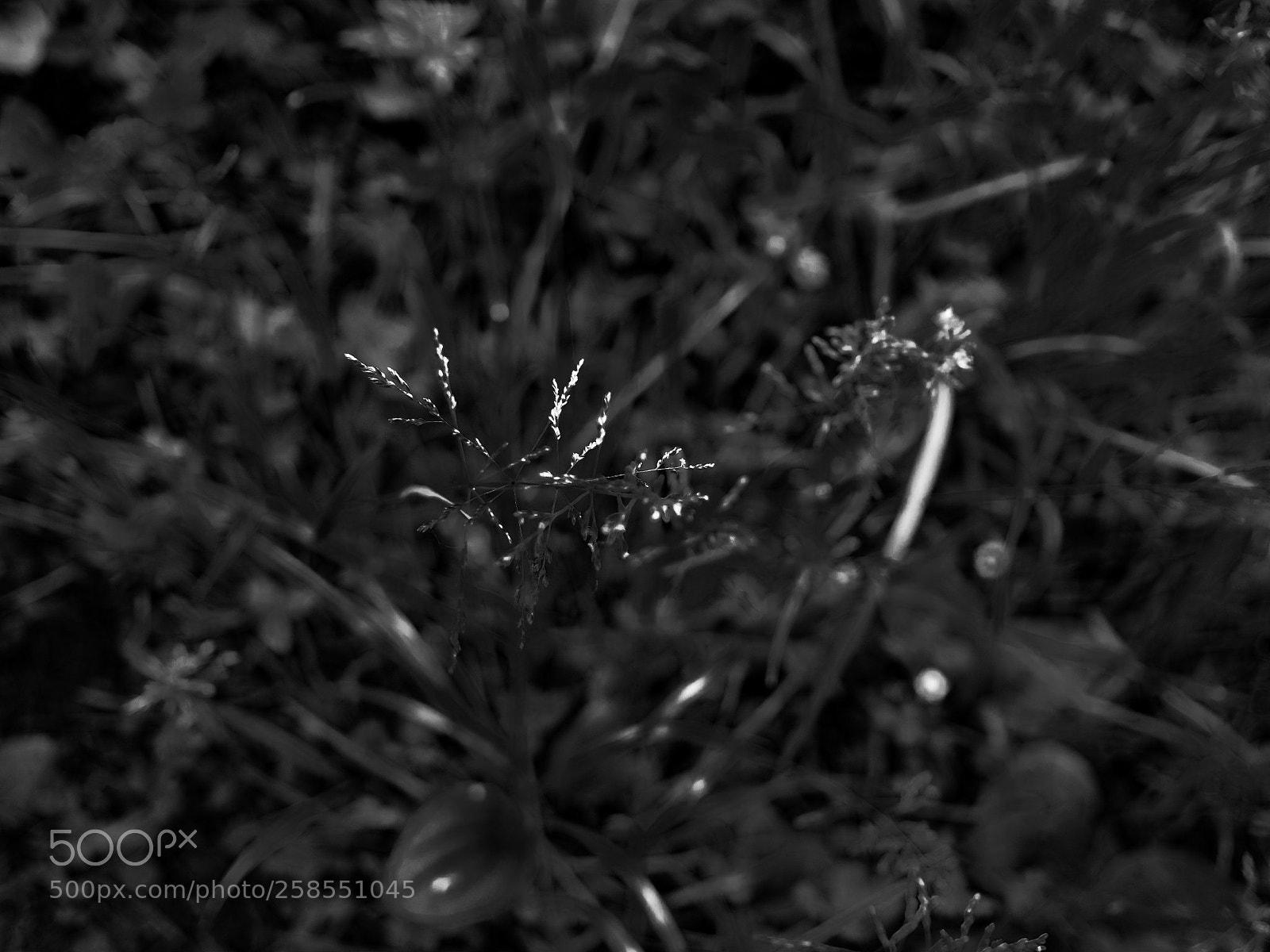 Olympus OM-D E-M5 II sample photo. Grass photography