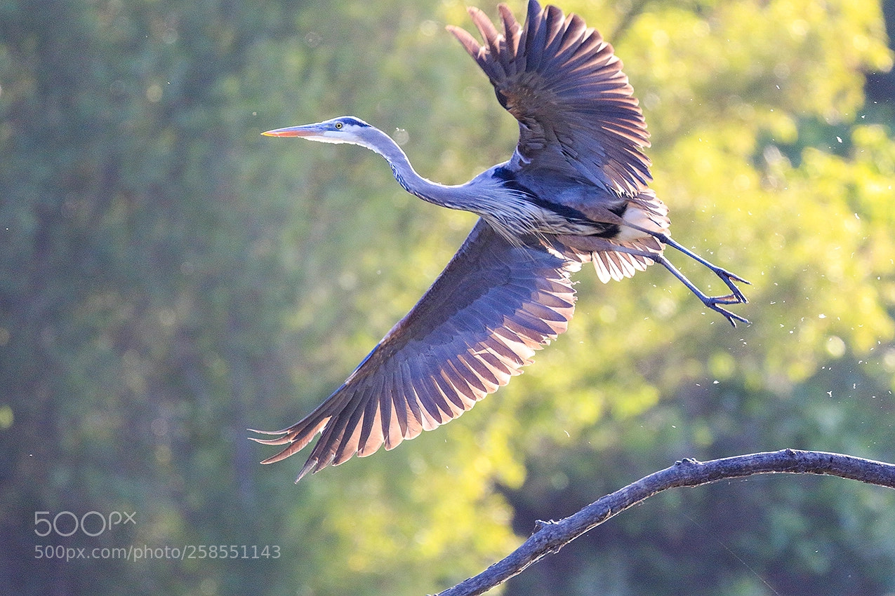 Canon EOS 7D Mark II sample photo. Taking flight photography