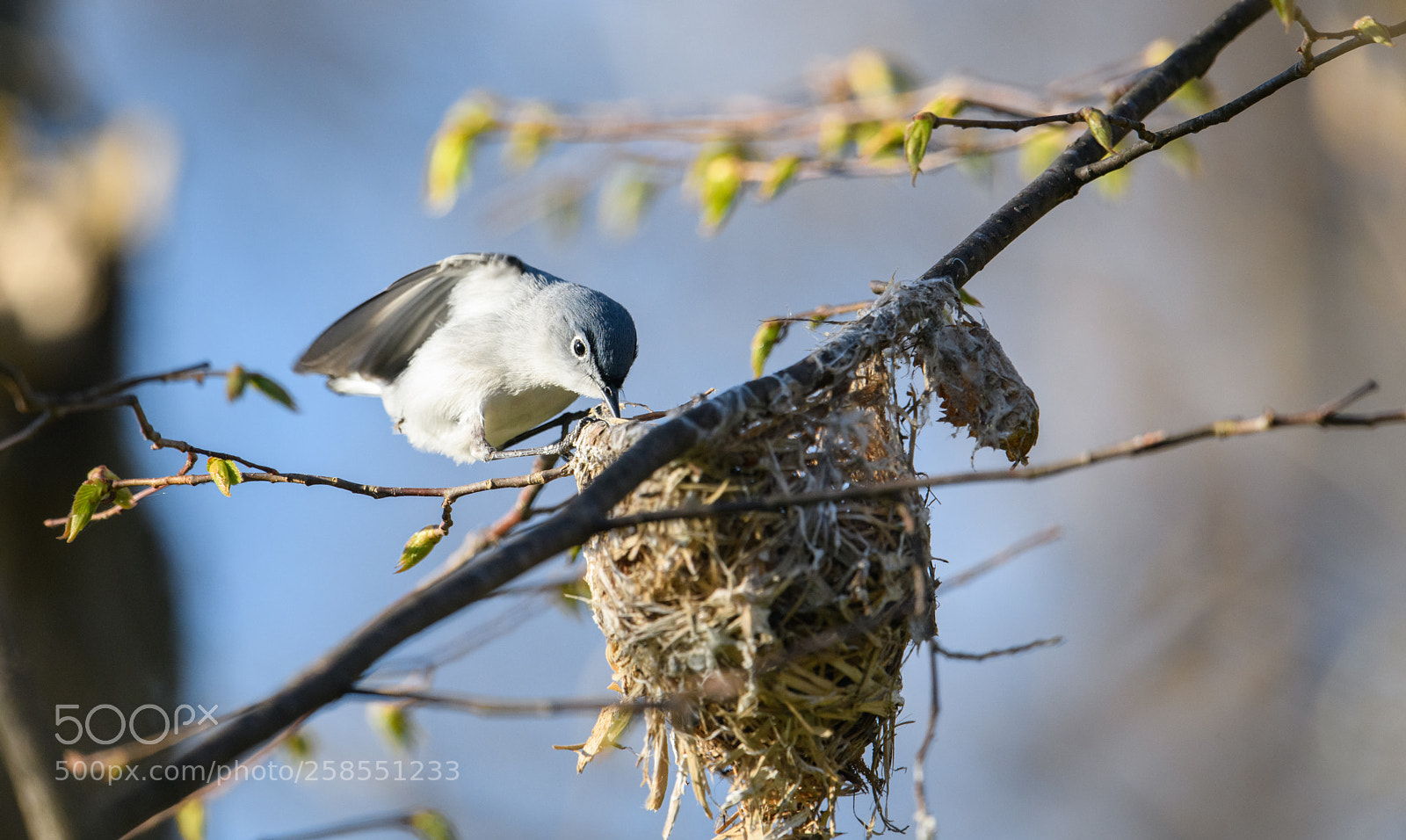 Nikon D850 sample photo. Gnatcatcher gathering nest material photography
