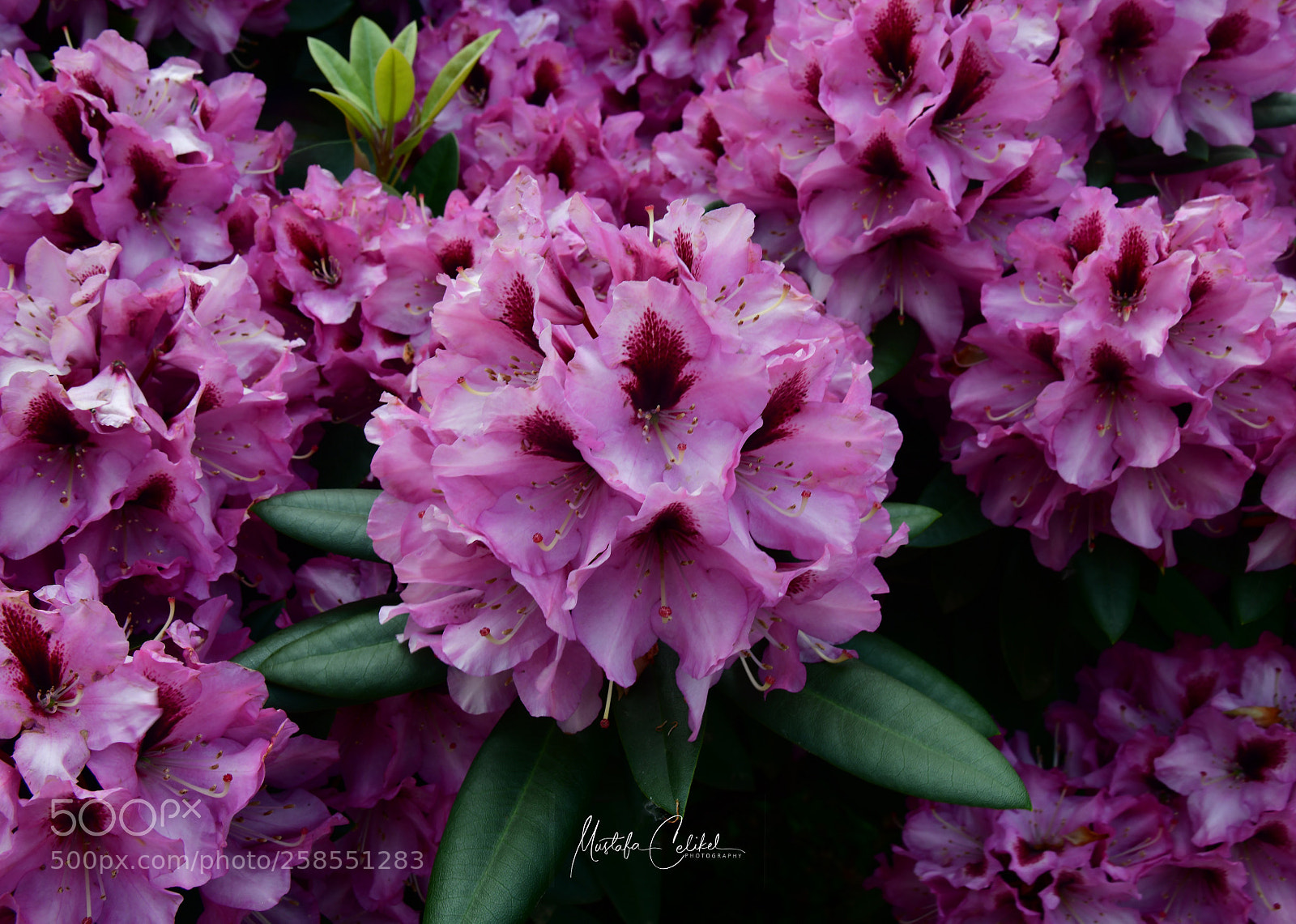 Nikon D850 sample photo. Rhododendron photography
