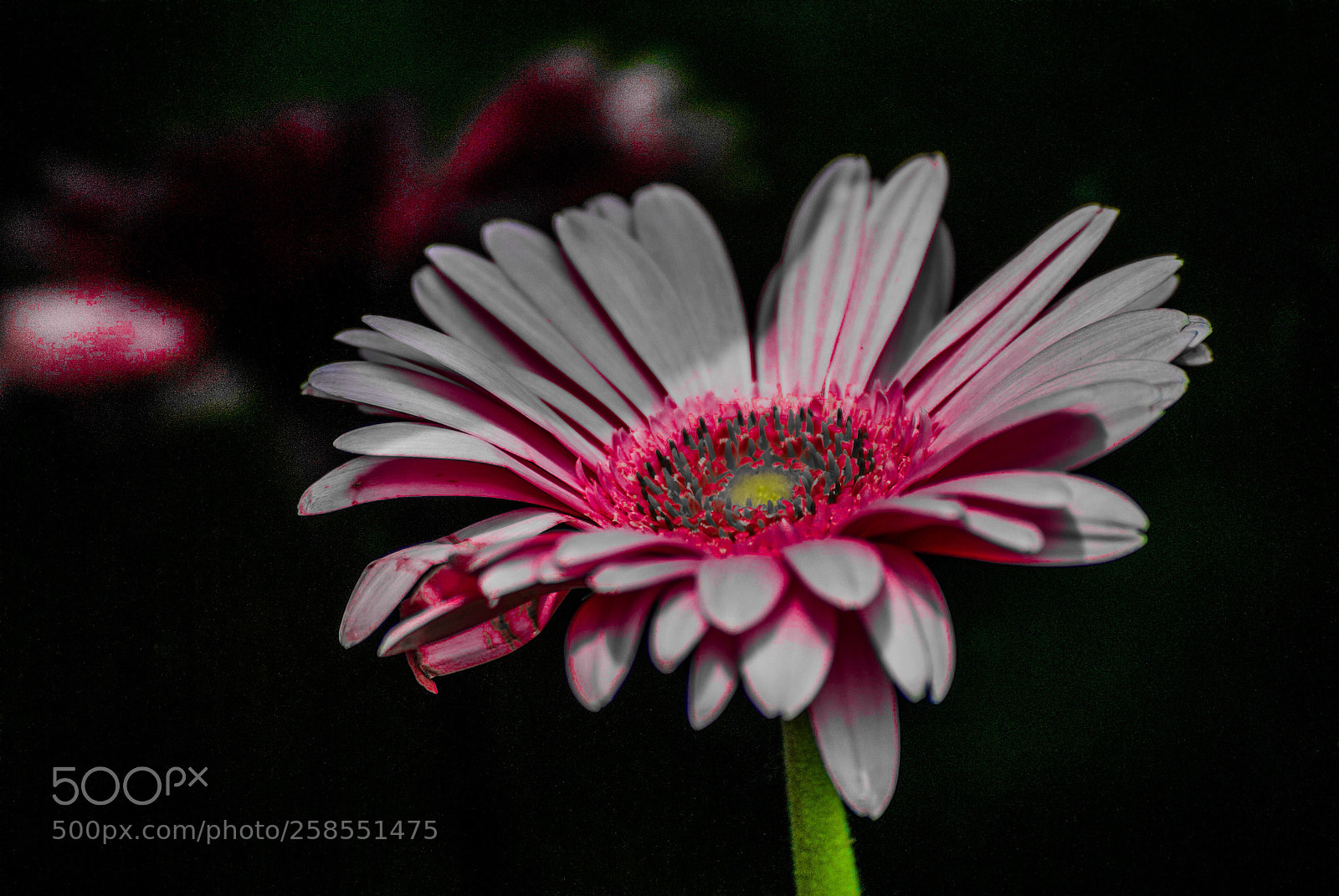 Nikon D3000 sample photo. Untitled photography