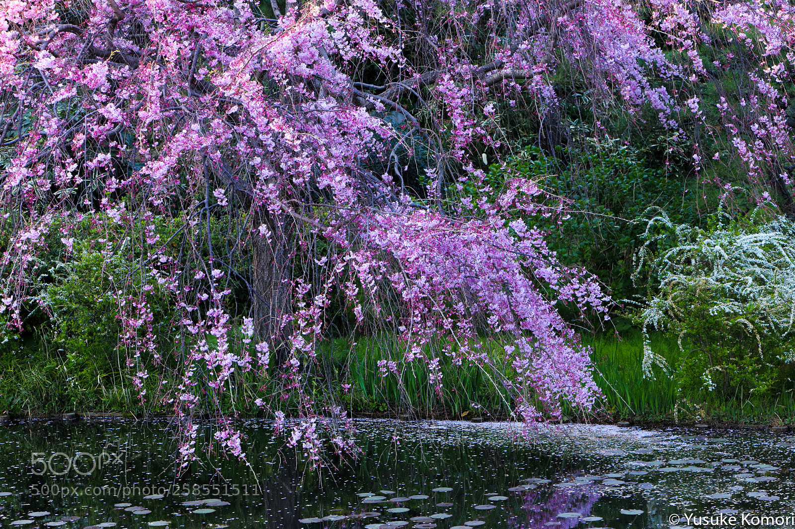 Canon EOS 6D sample photo. Sakura on a pond photography