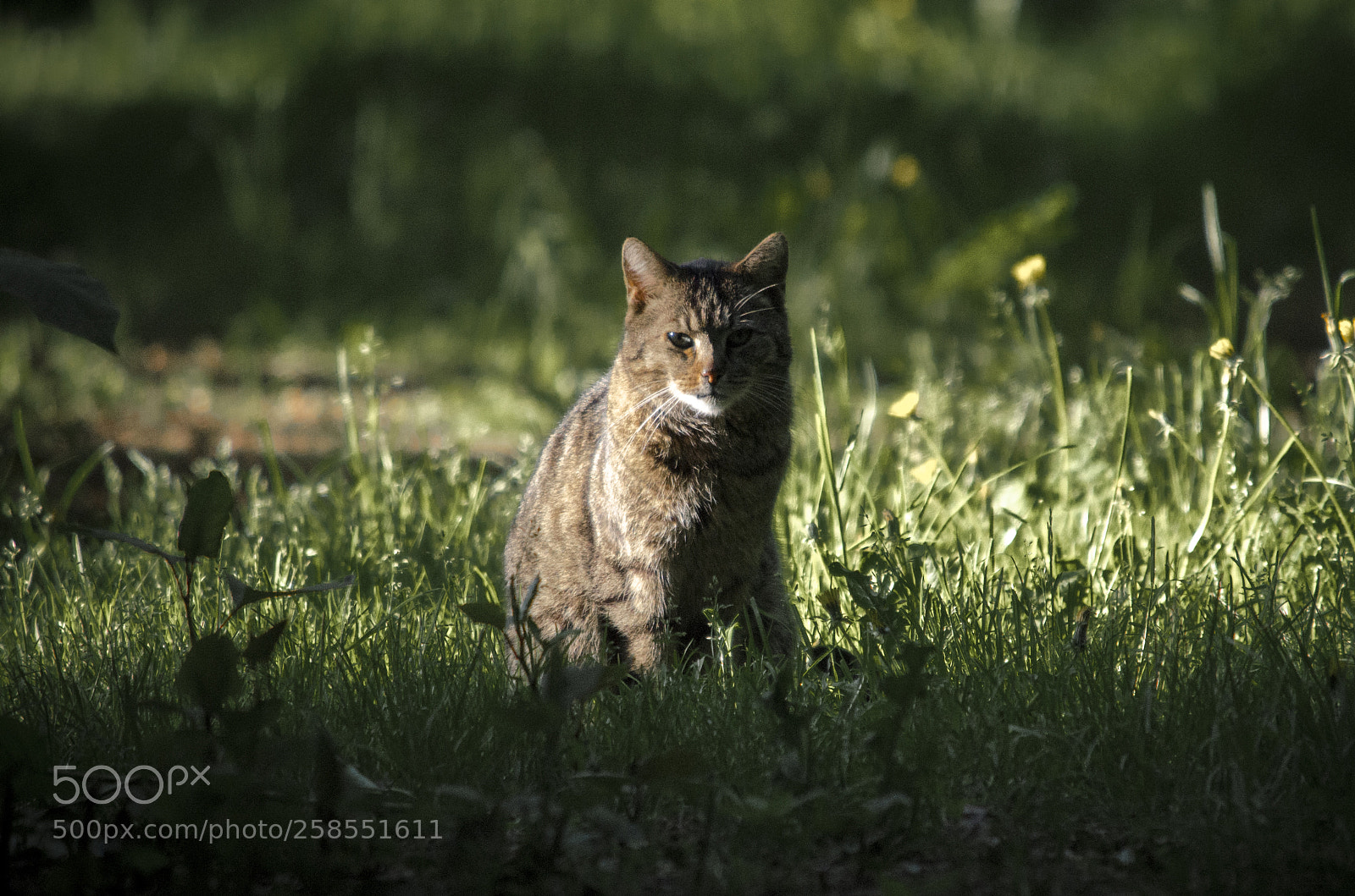 Nikon D5100 sample photo. Local forest meownster photography