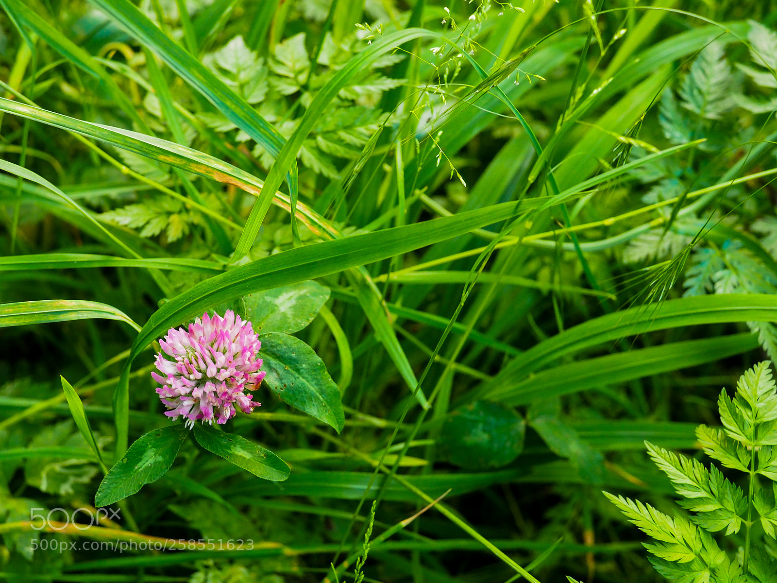 Olympus OM-D E-M5 II sample photo. Grass with flower photography