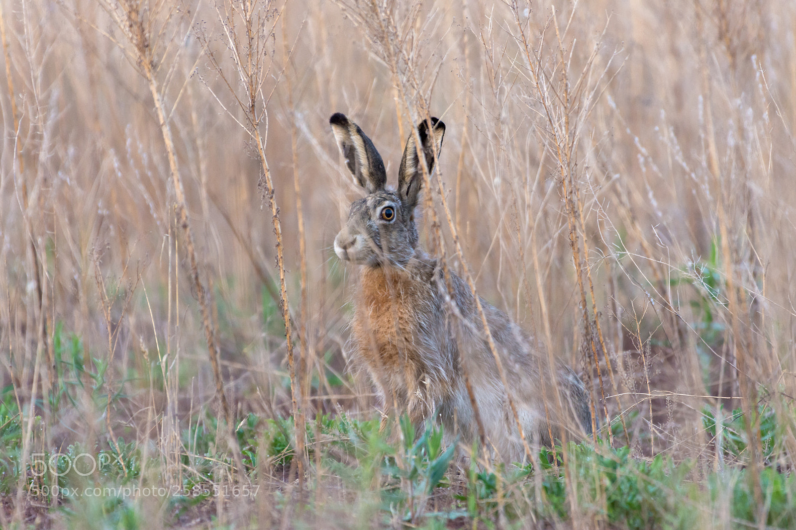 Nikon D7200 sample photo. Hare photography