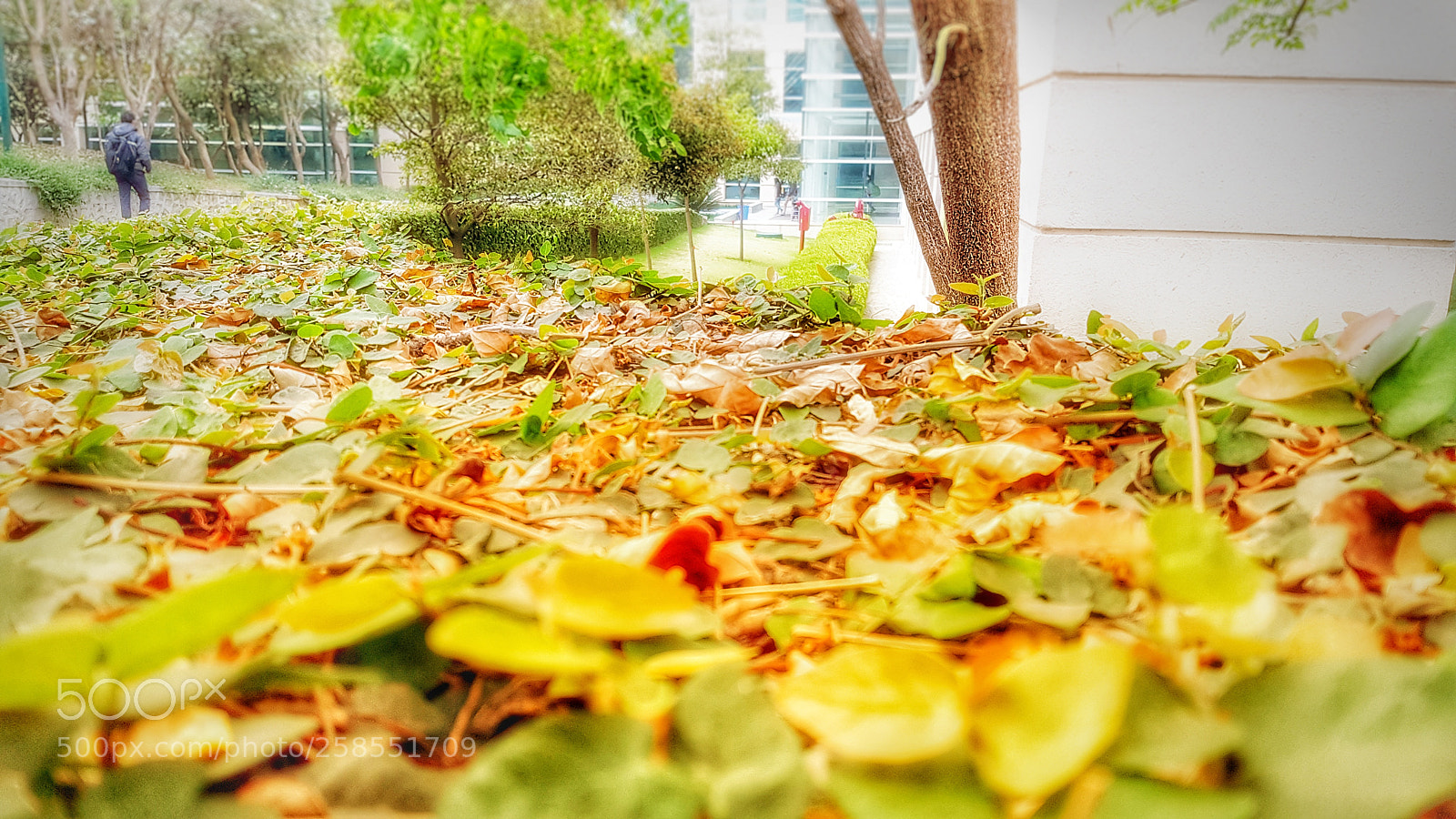 Samsung Galaxy S7 sample photo. Autumn photography