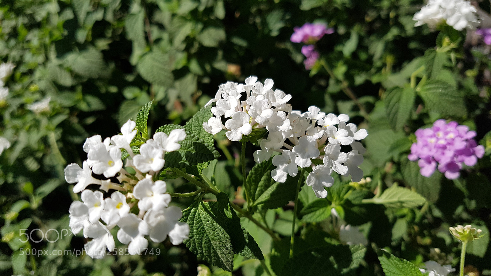 Samsung Galaxy S7 sample photo. Flowers photography