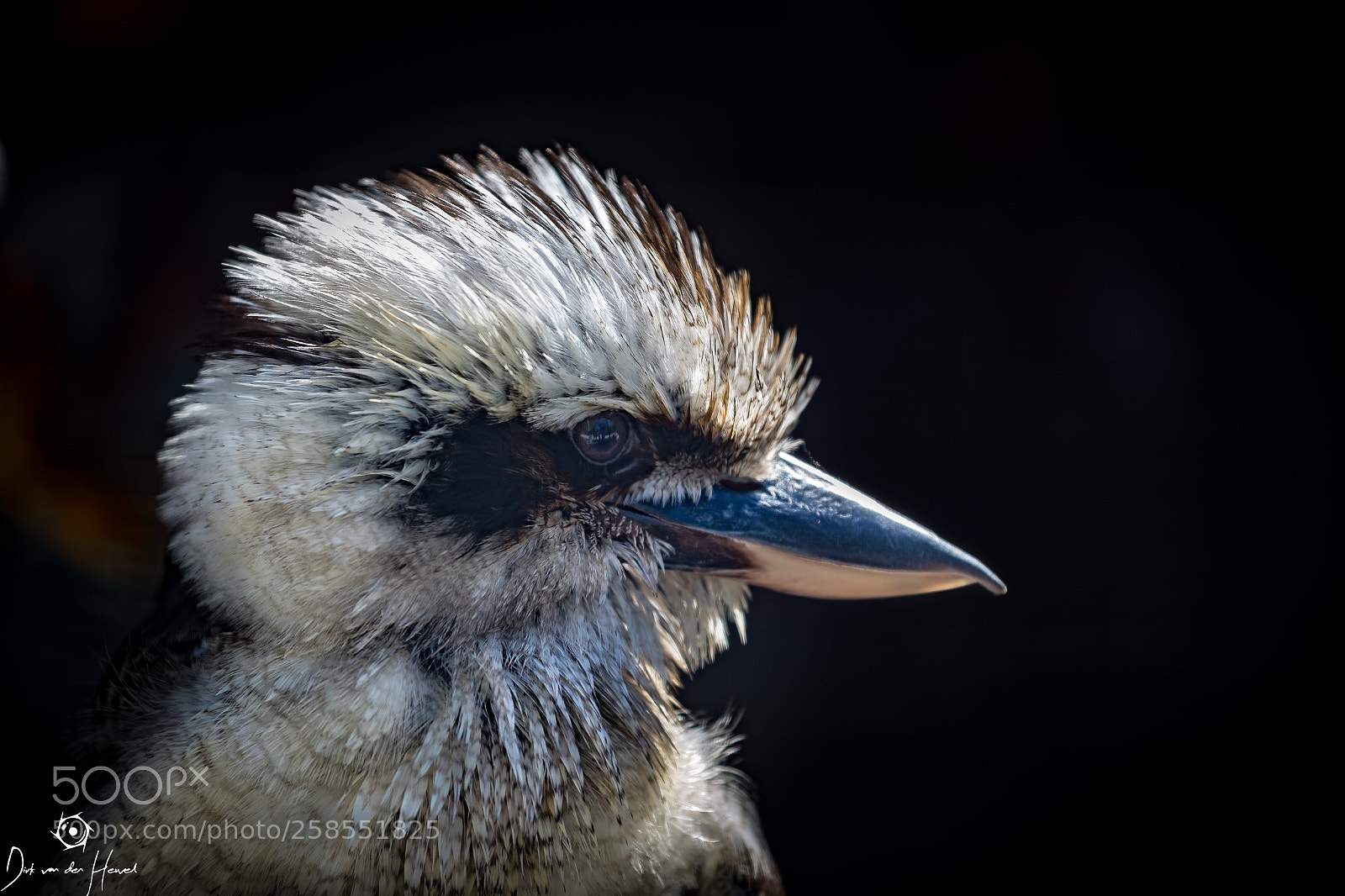 Canon EOS 6D sample photo. Kookaburra photography