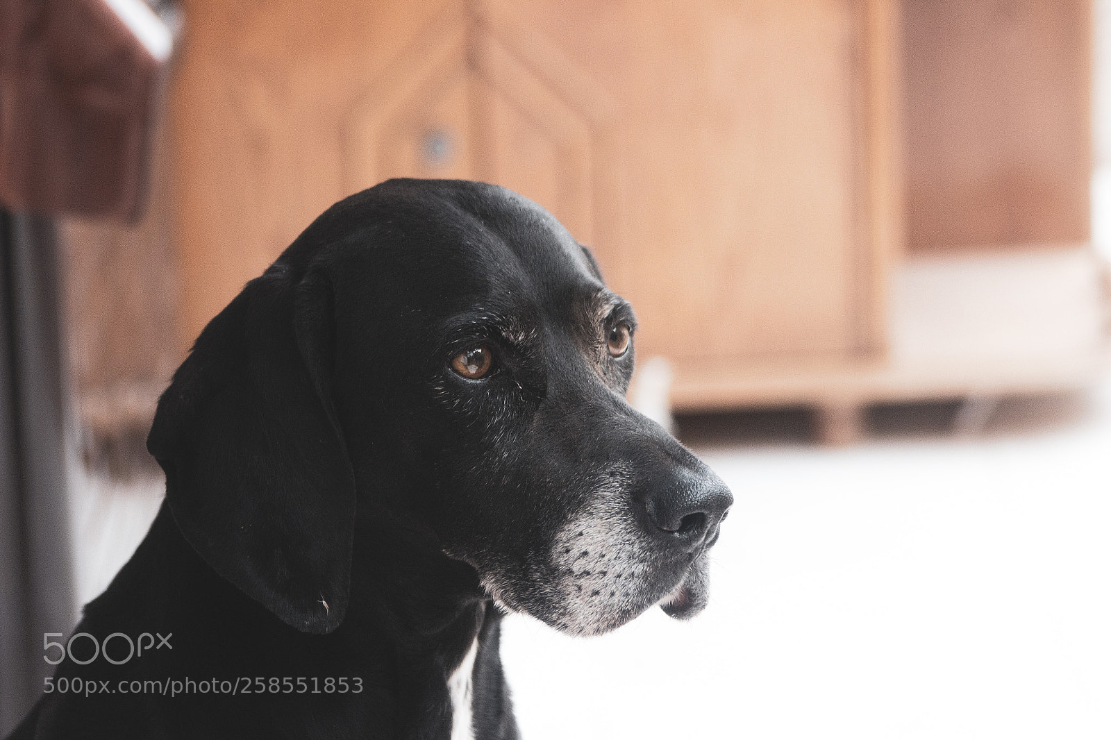 Canon EOS 600D (Rebel EOS T3i / EOS Kiss X5) sample photo. Dino photography