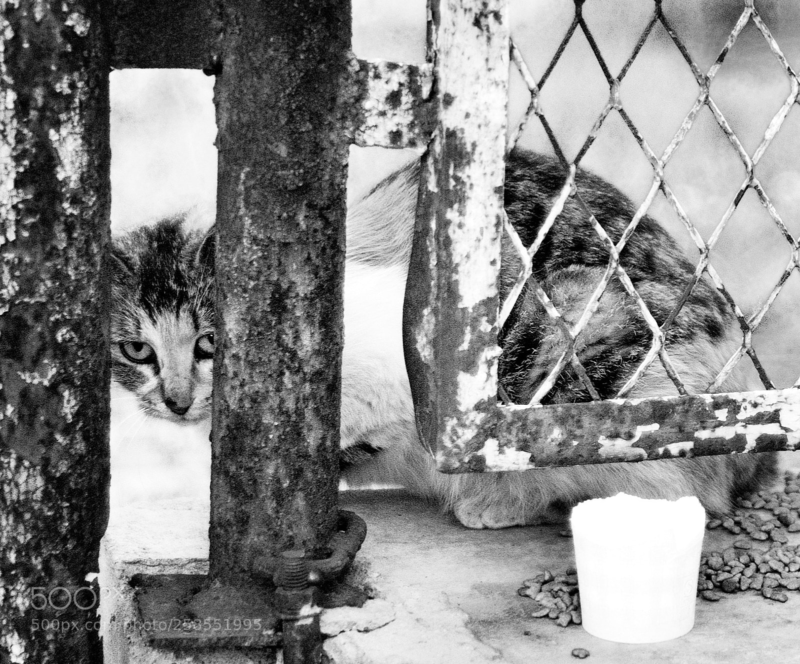 Nikon D5100 sample photo. 流浪猫 photography