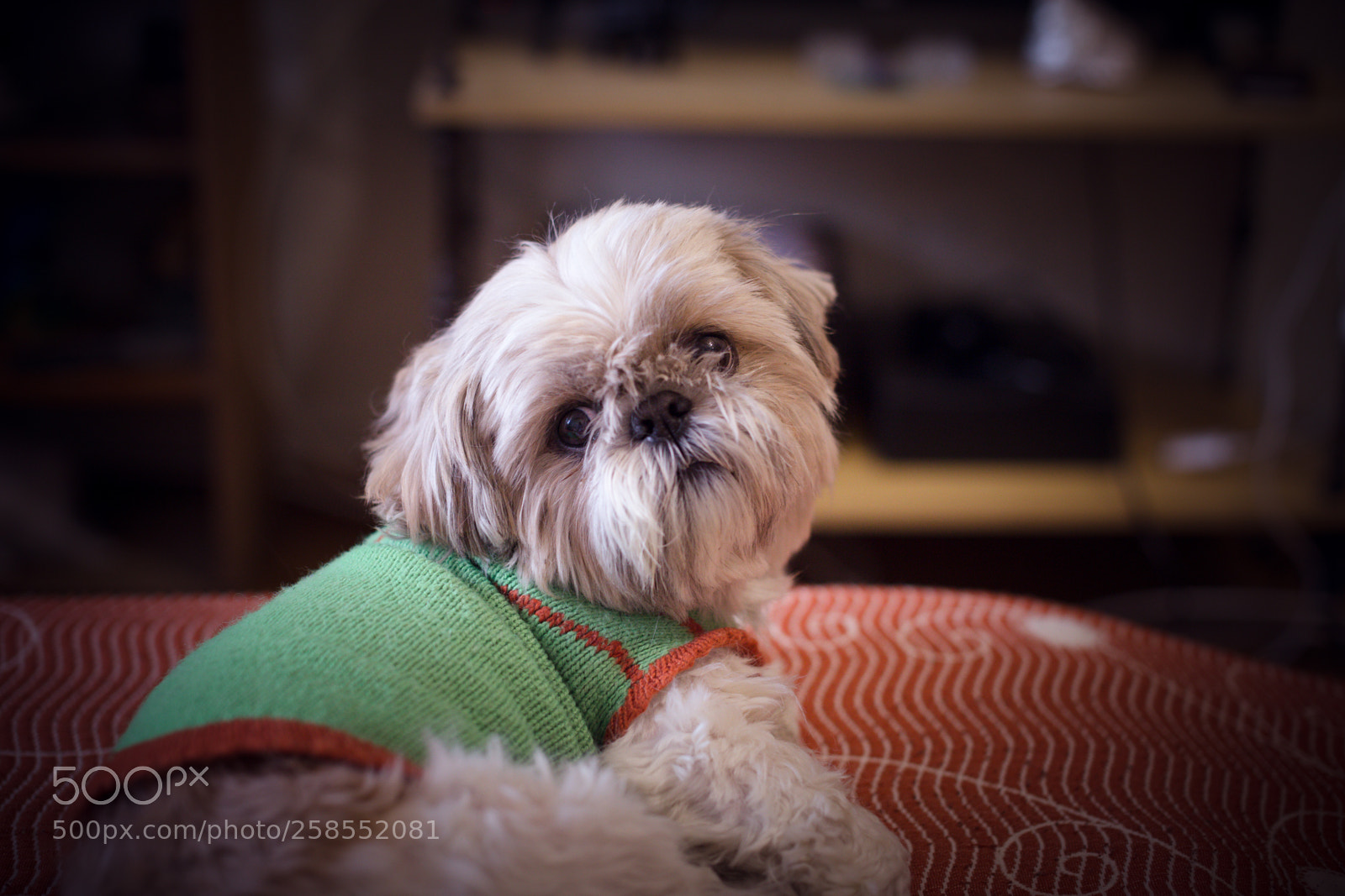 Canon EOS 6D sample photo. Shih-tzu photography