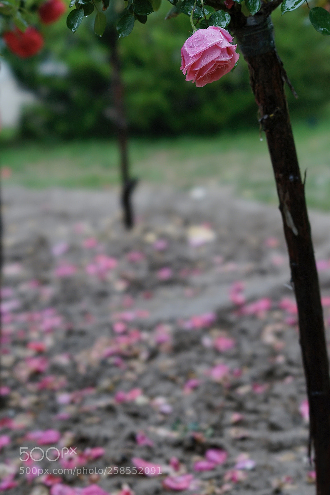 Sony a7 II sample photo. 落花流水 photography