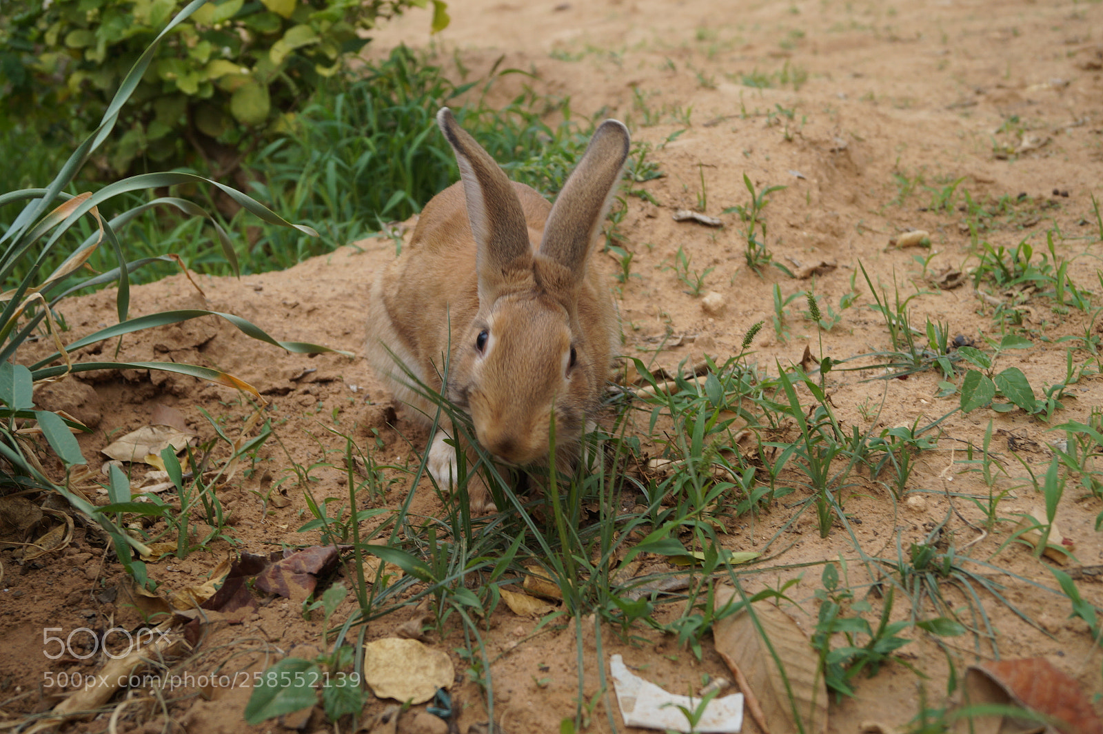 Sony SLT-A58 sample photo. Untitled photography