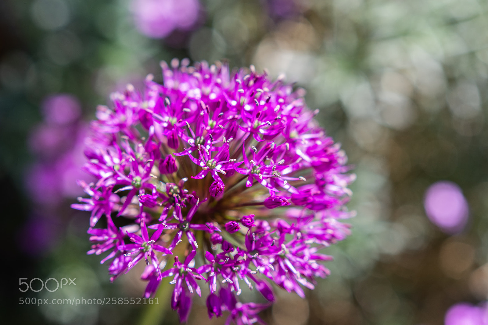 Nikon D7200 sample photo. May alium flower photography