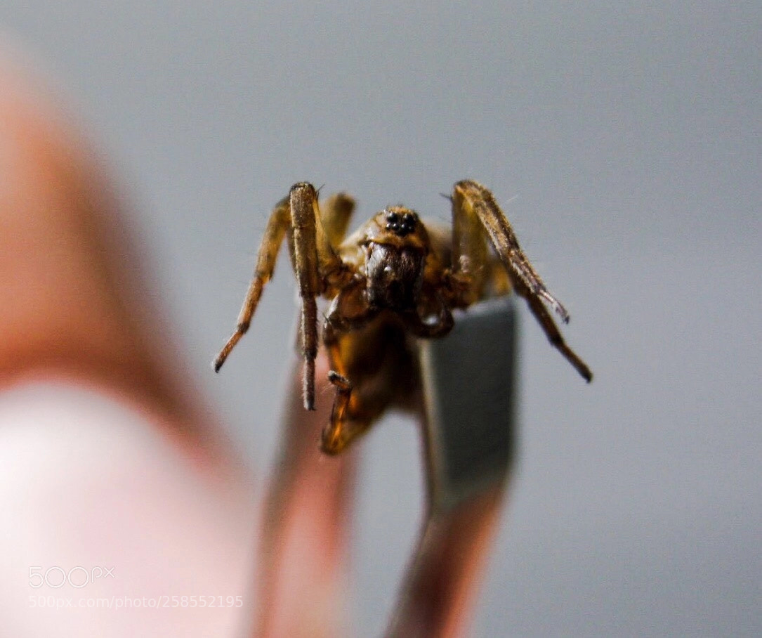 Canon EOS 450D (EOS Rebel XSi / EOS Kiss X2) sample photo. Creepy crawly photography