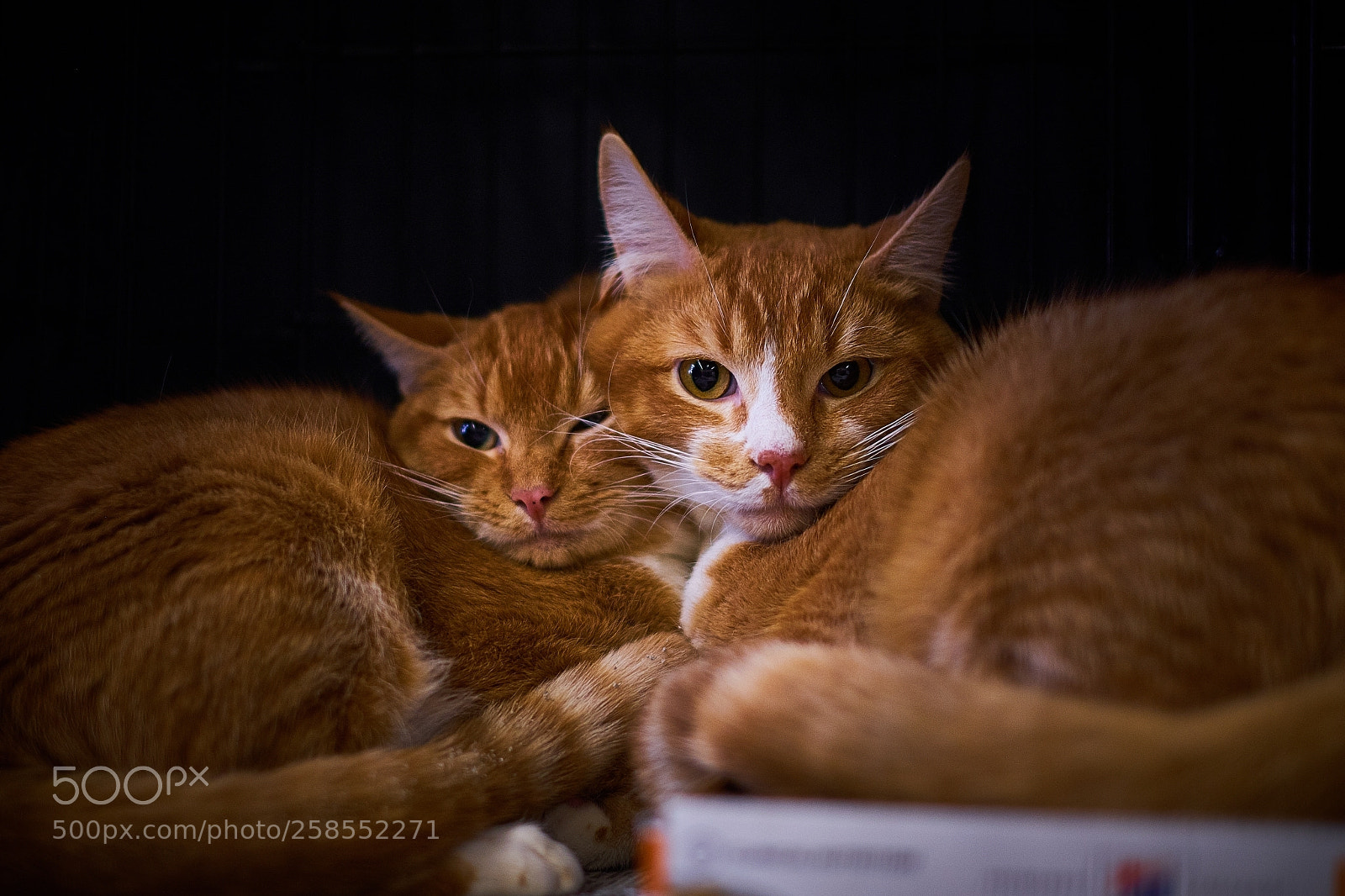 Fujifilm X-T20 sample photo. Orange sisters photography