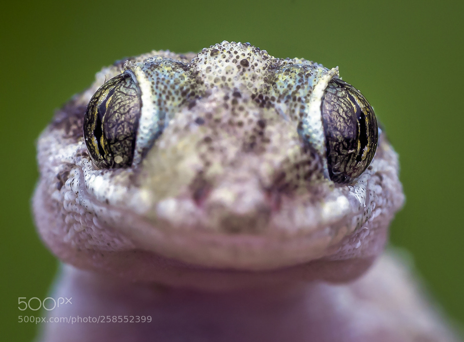 Canon EOS 6D sample photo. Gecko photography