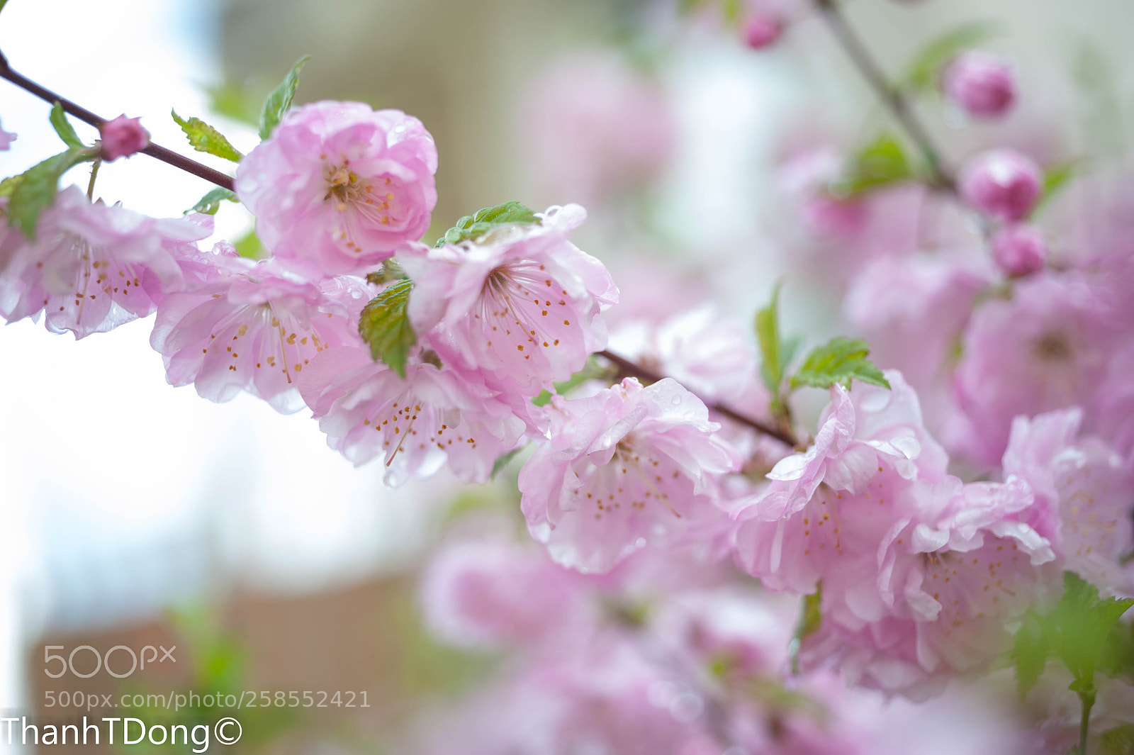 Nikon D700 sample photo. Blossoms photography