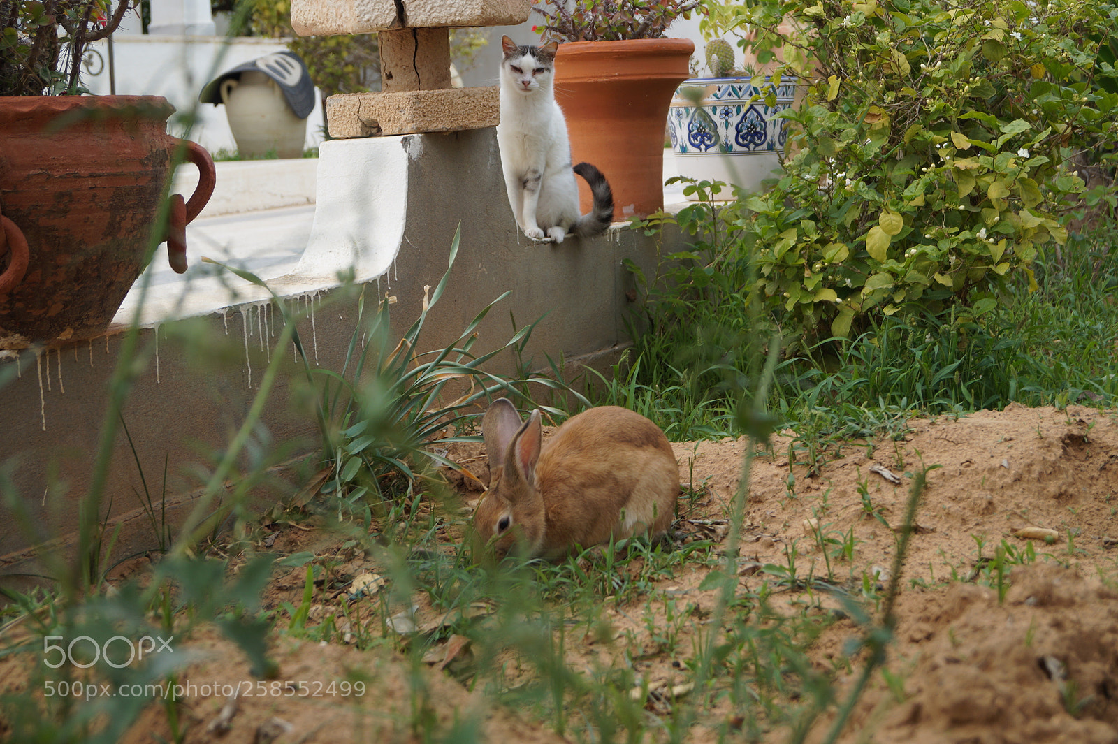 Sony SLT-A58 sample photo. Untitled photography