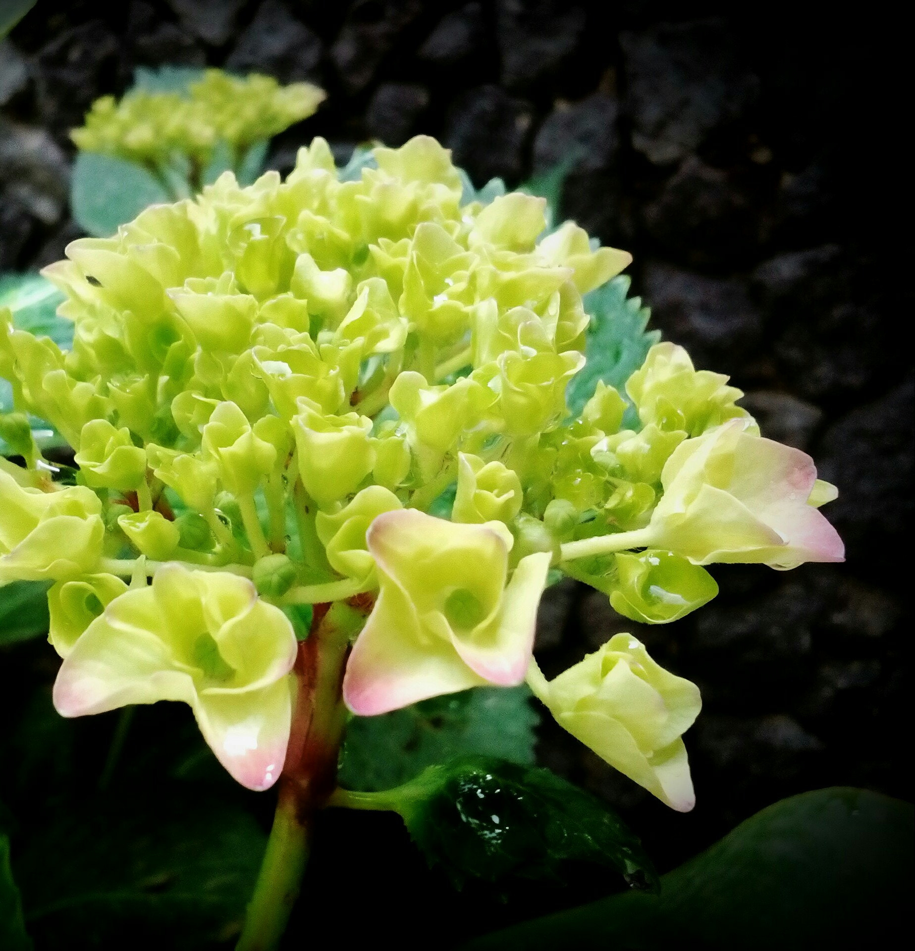 LG BELLO II sample photo. Ciuri, ciuri... photography