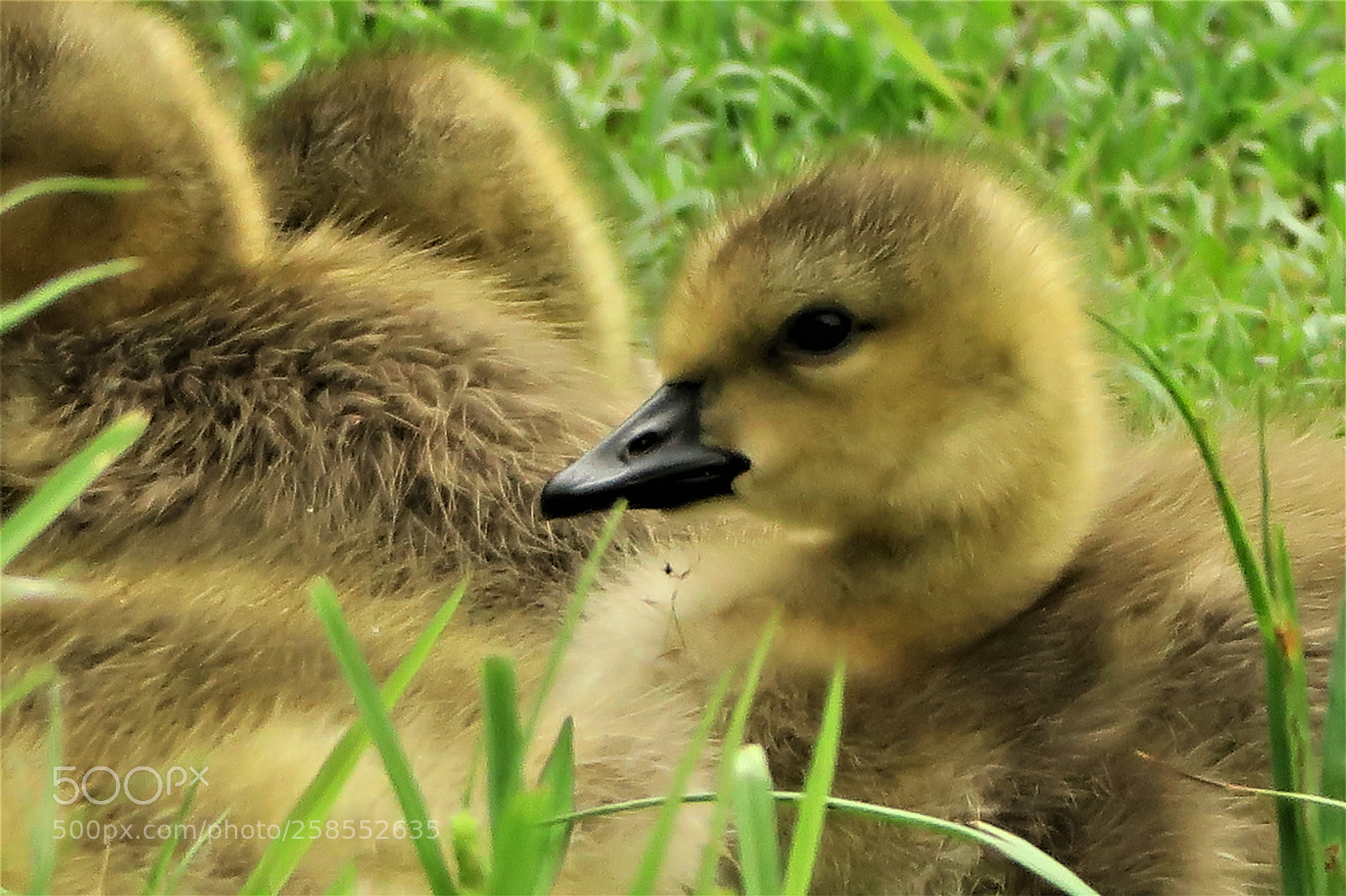 Canon PowerShot G3 X sample photo. Babyface photography