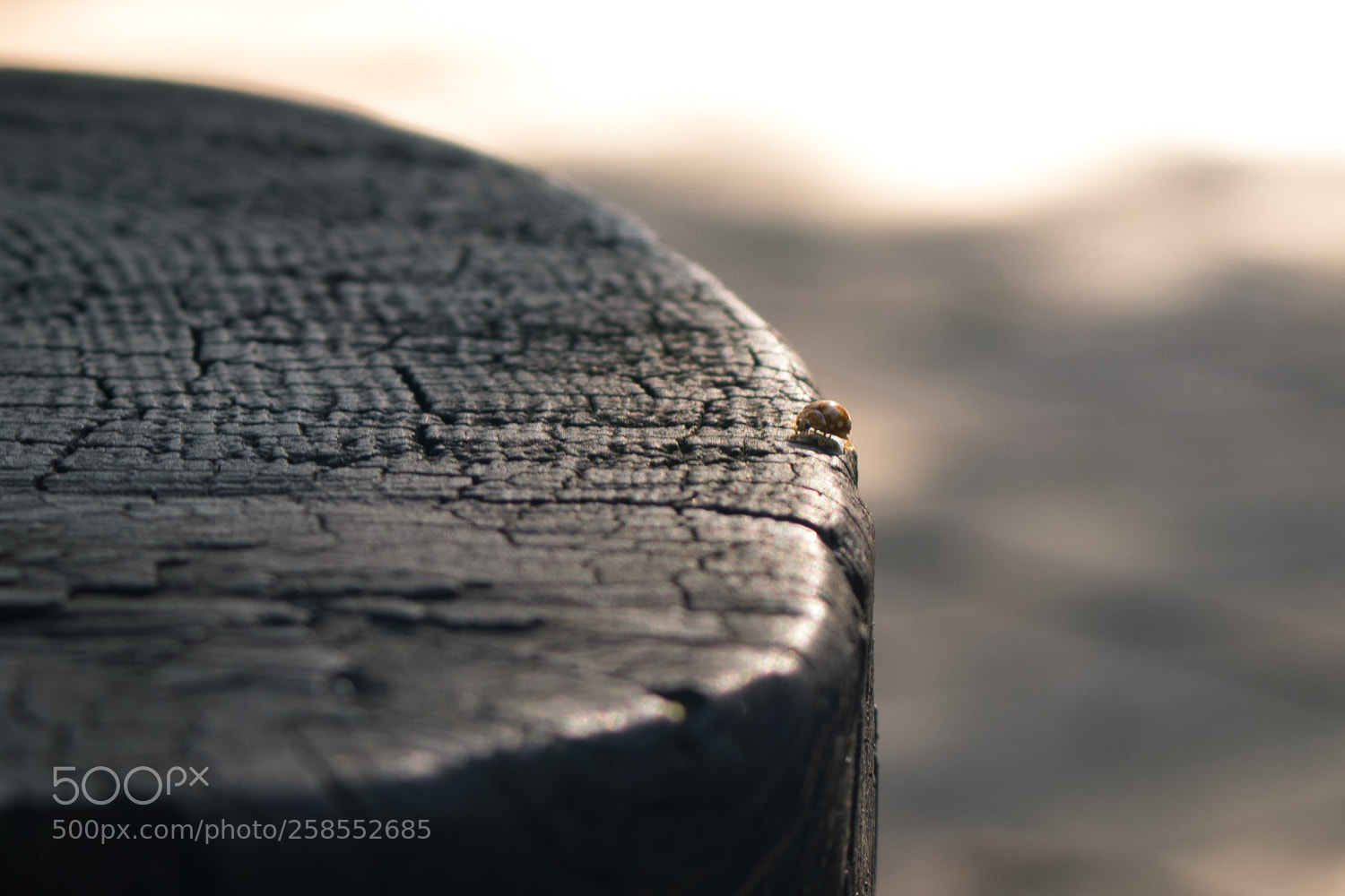 Canon EOS 80D sample photo. Skypark_002 photography