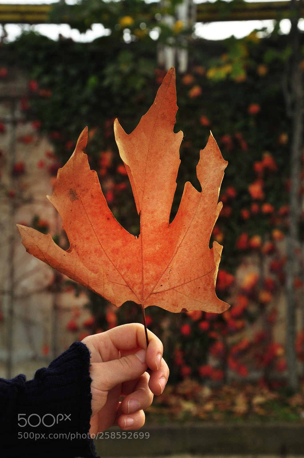 Nikon D90 sample photo. Untitled photography