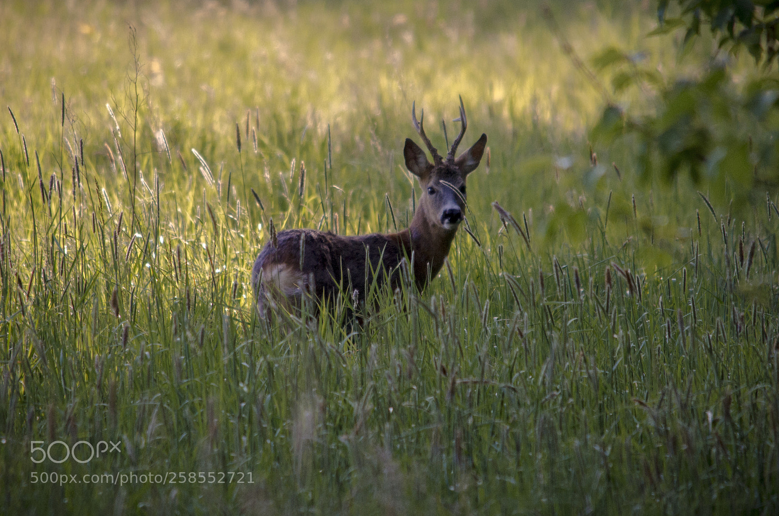 Nikon D5100 sample photo. Oh, deer... photography