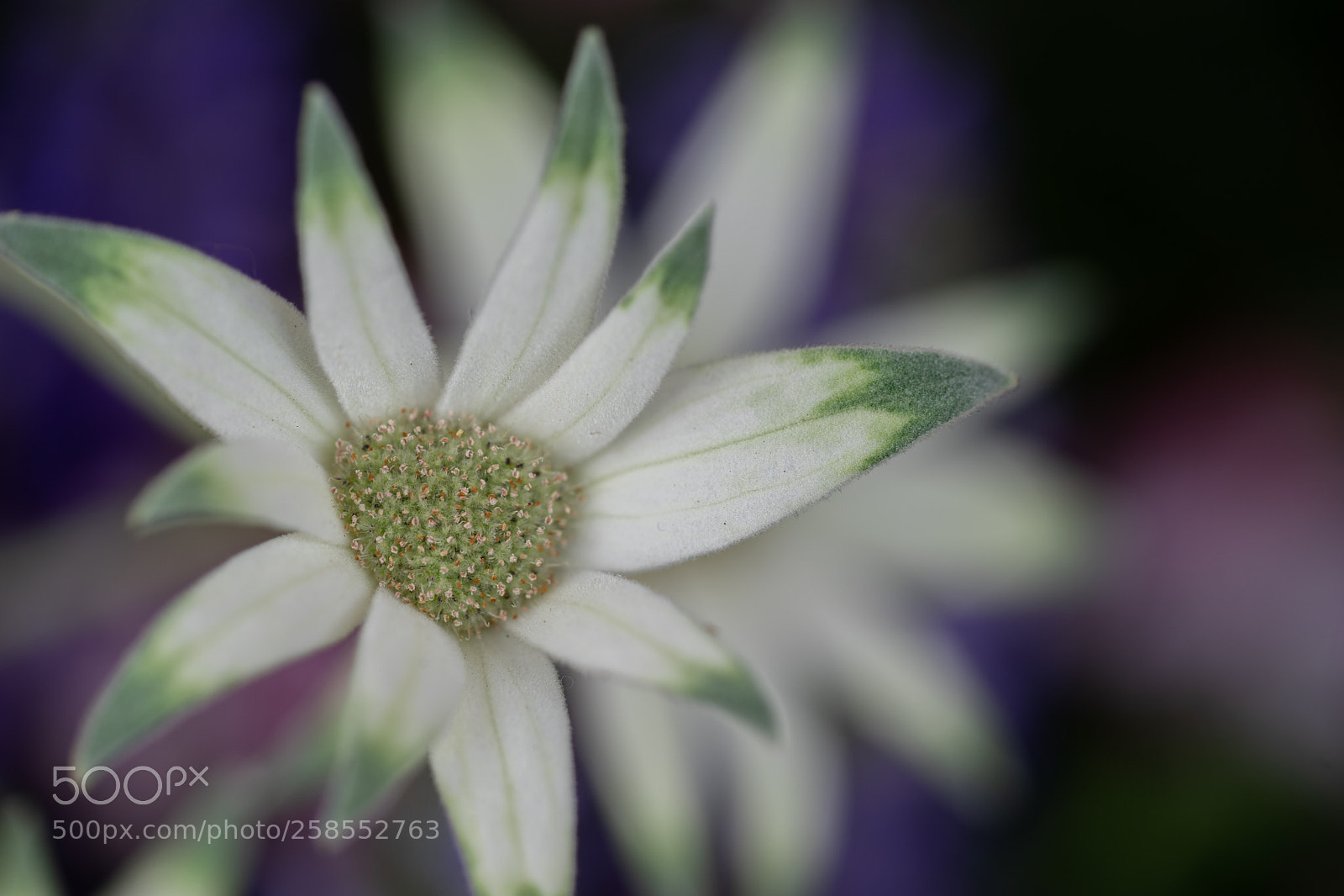 Sony a7 II sample photo. Flannel flower photography
