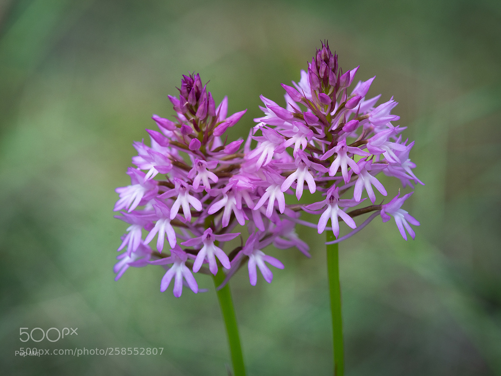 Sony a99 II sample photo. Anacamptis pyramidalis photography