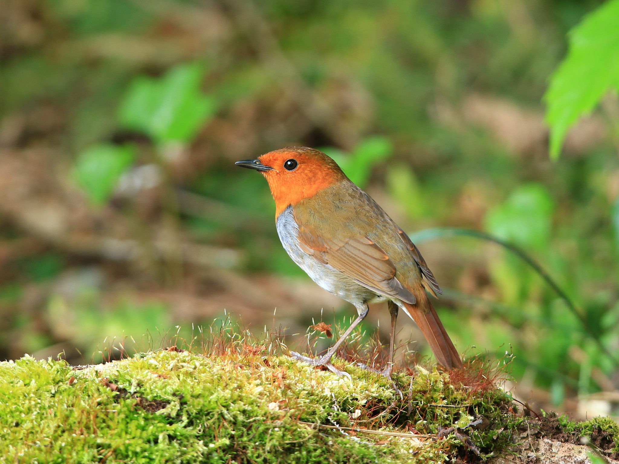 Canon EF 400mm F2.8L IS USM sample photo. Japanese robin  コマドリ photography