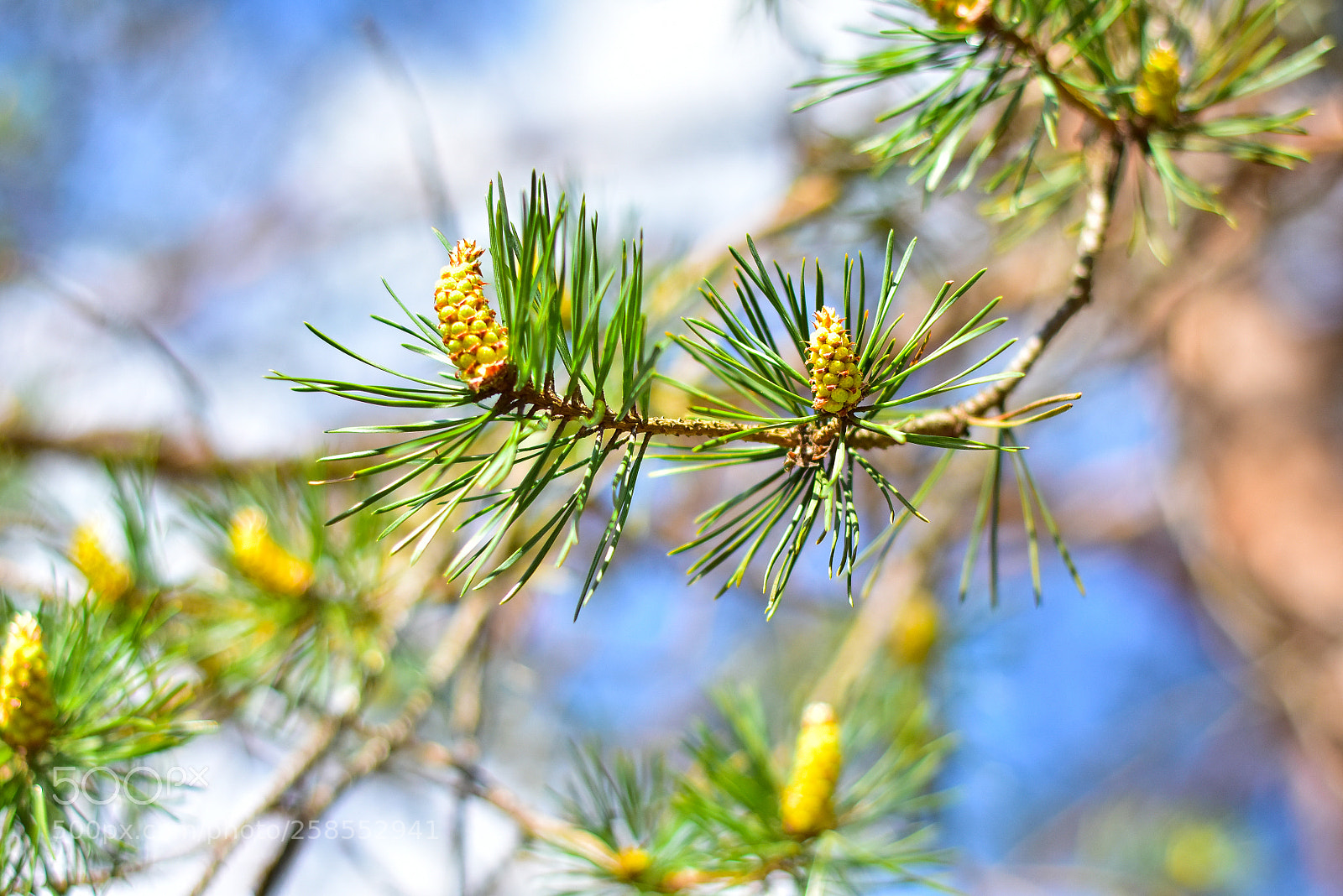 Nikon D7200 sample photo. Spring needles photography