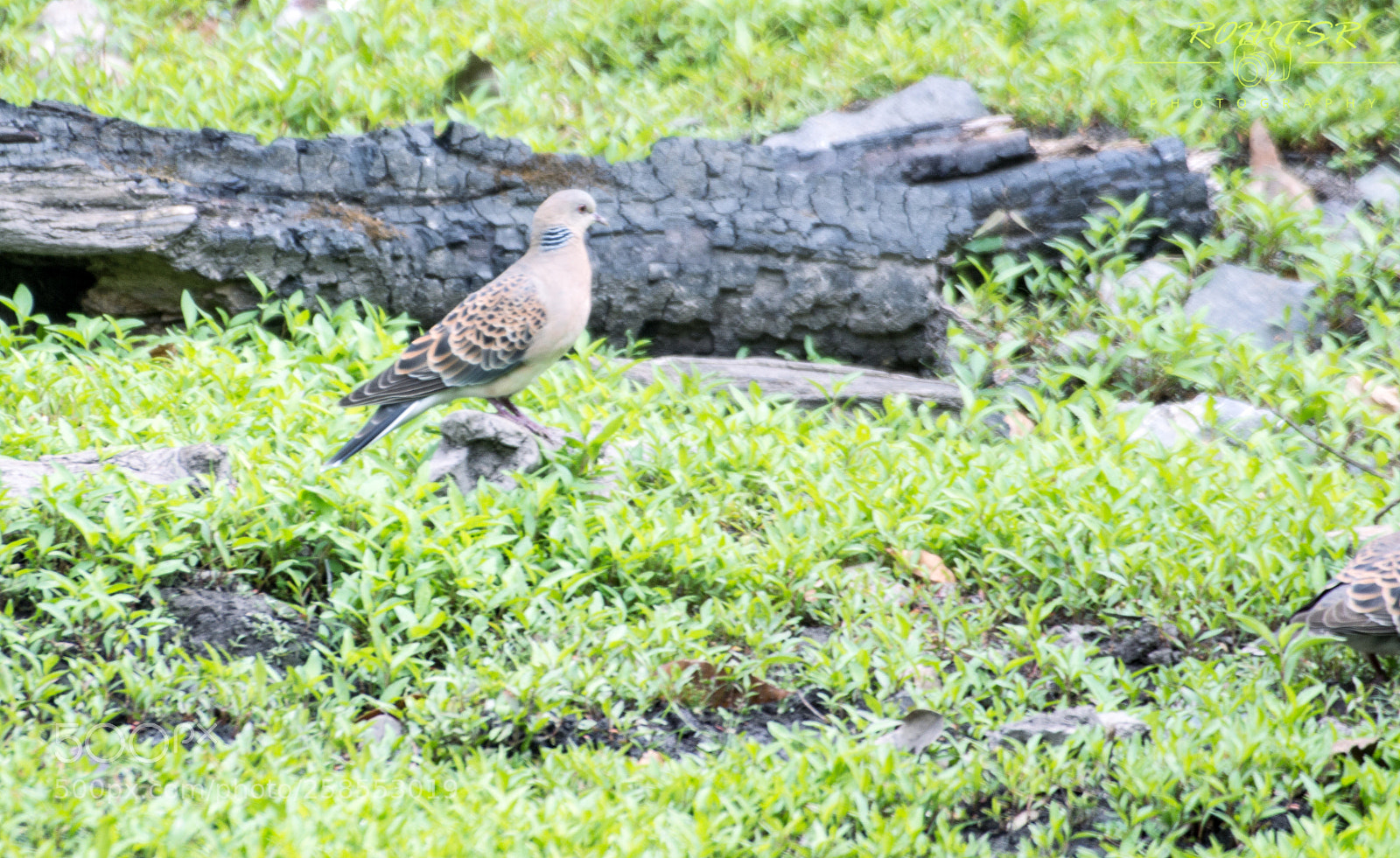 Nikon D3200 sample photo. Oriental turtle dove photography