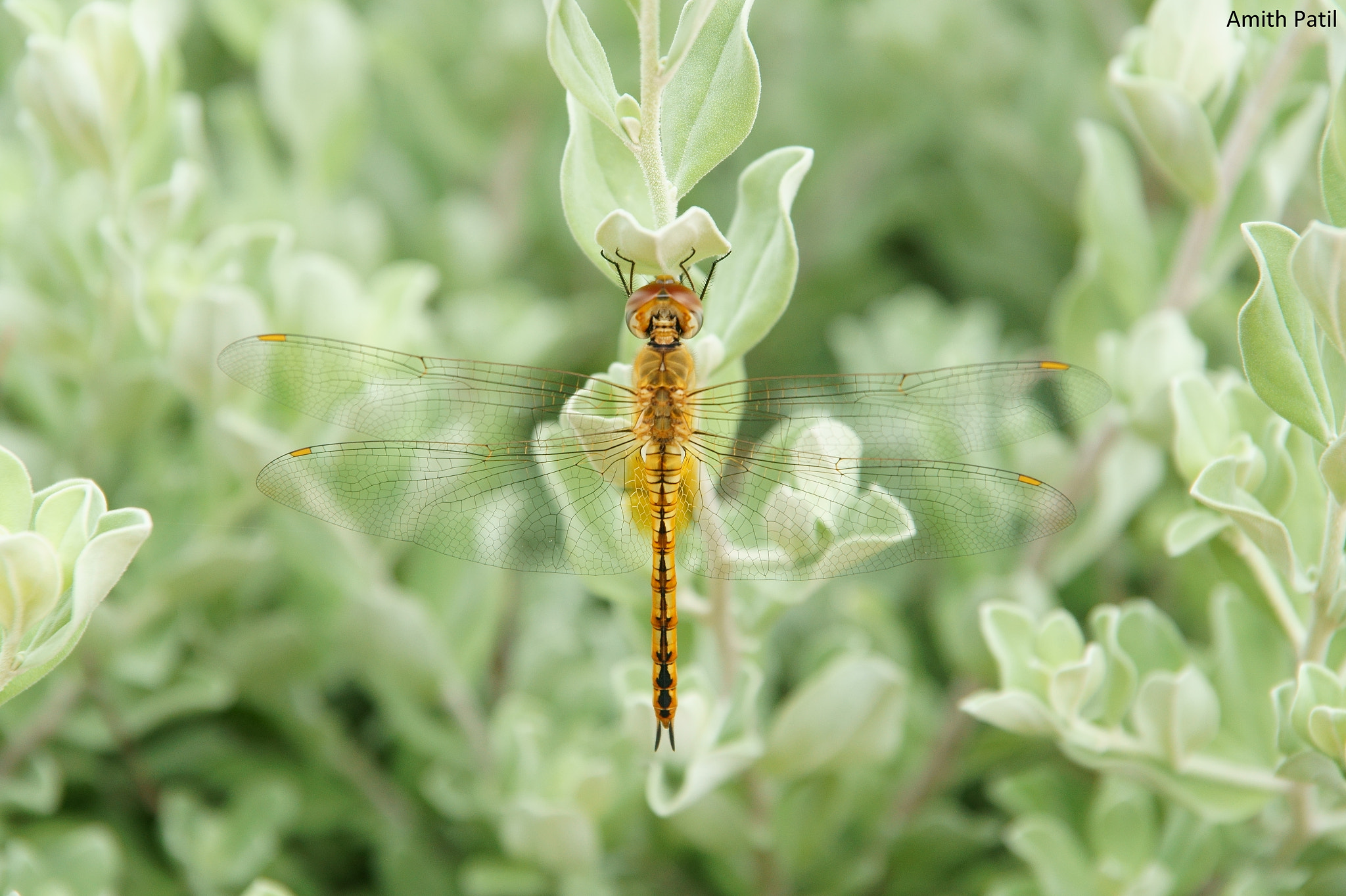 Sony DT 18-135mm F3.5-5.6 SAM sample photo. Golden dragon photography