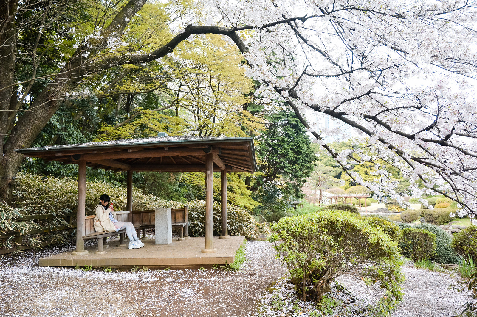 Nikon D7100 sample photo. Sakura kids photography