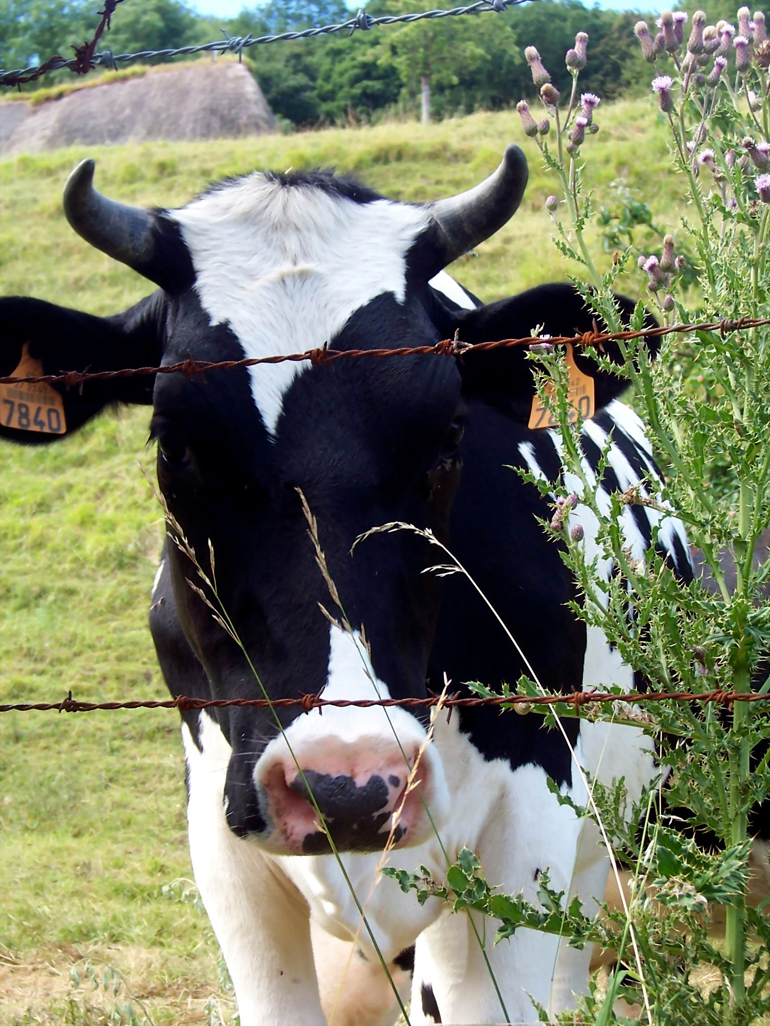 Kodak DX7440 ZOOM DIGITAL CAMERA sample photo. Cow of normandy photography