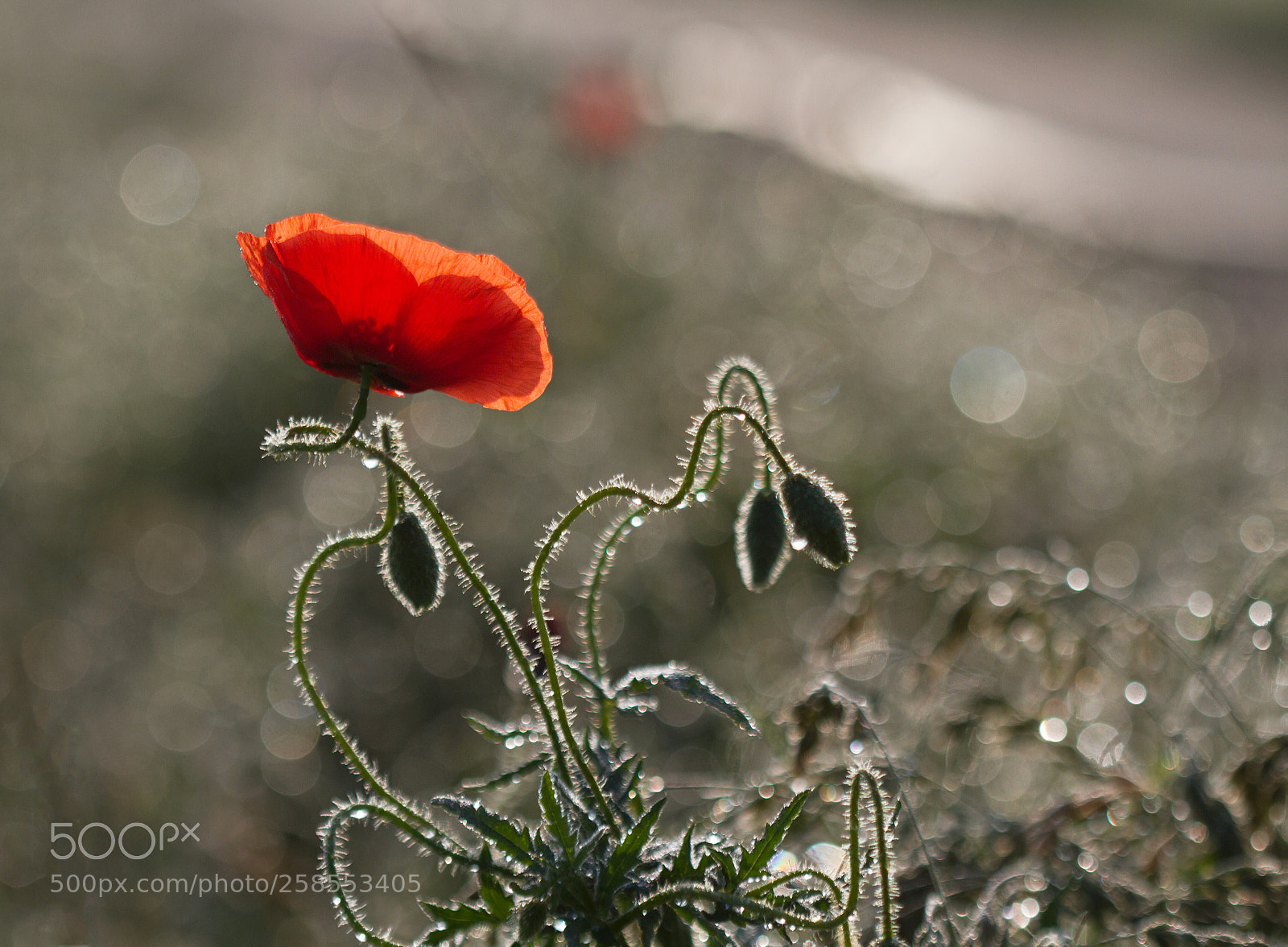 Canon EOS 7D sample photo. Morning light photography