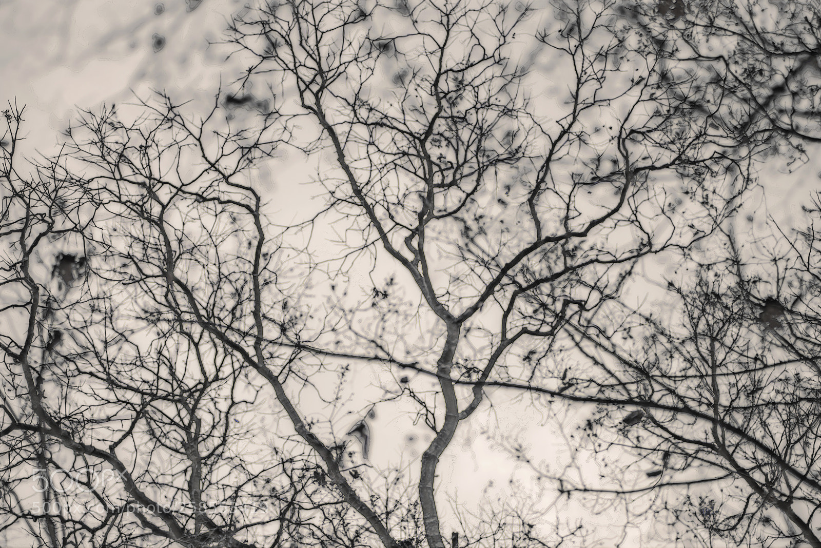 Nikon D600 sample photo. Tangled tree photography