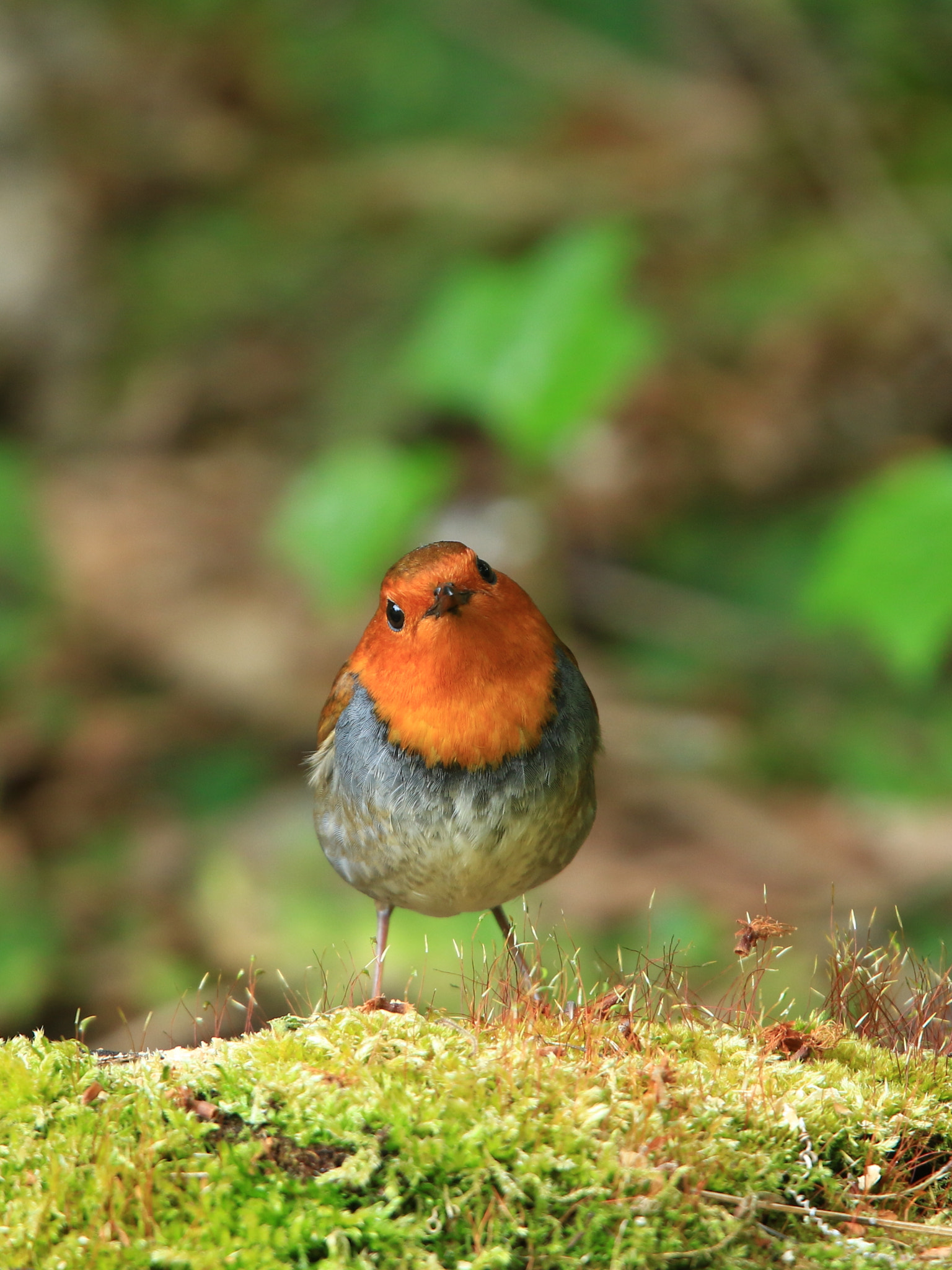 Canon EF 400mm F2.8L IS USM sample photo. Japanese robin コマドリ photography