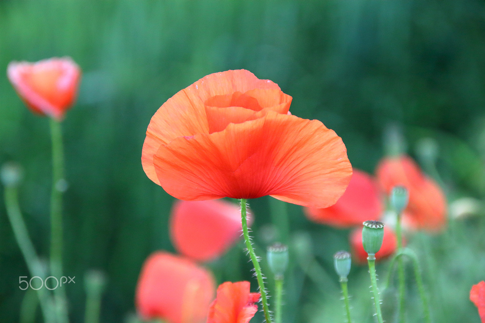 Canon EOS 1300D (EOS Rebel T6 / EOS Kiss X80) + Sigma 18-125mm F3.8-5.6 DC OS HSM sample photo. Img 0259 poppy in the field of grass photography