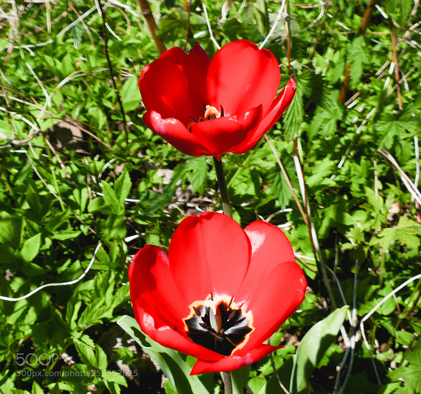 Panasonic Lumix DMC-FZ1000 sample photo. Spring flowers photography