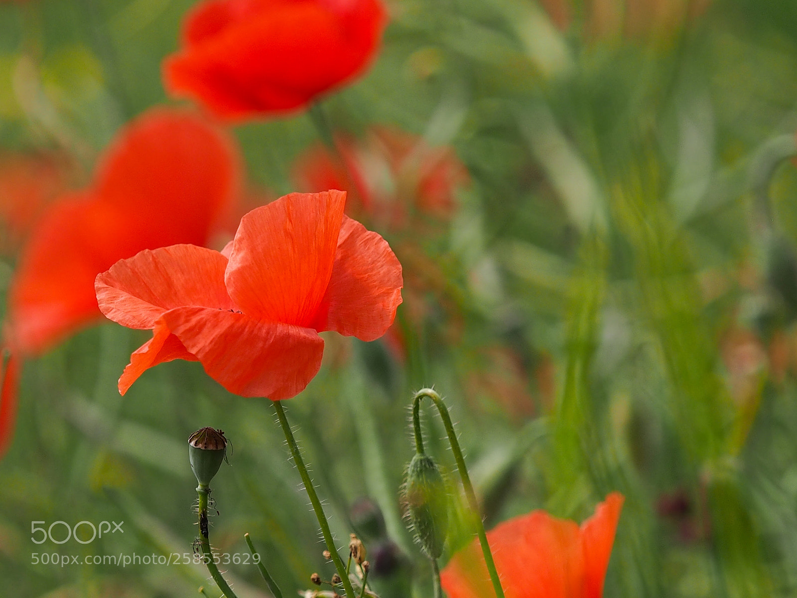 Olympus OM-D E-M5 sample photo. Poppies photography