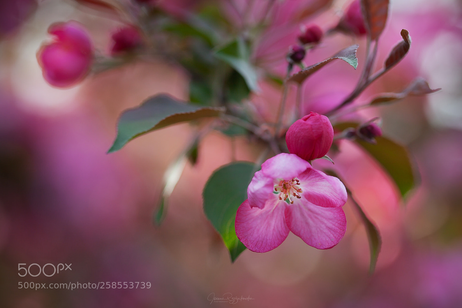 Canon EOS 5D Mark II sample photo. Tasting the spring photography