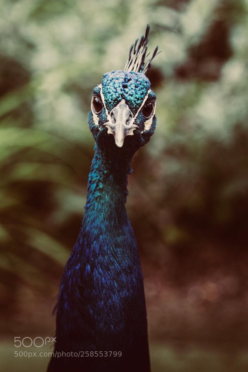 Canon EOS 6D sample photo. Peacock  photography