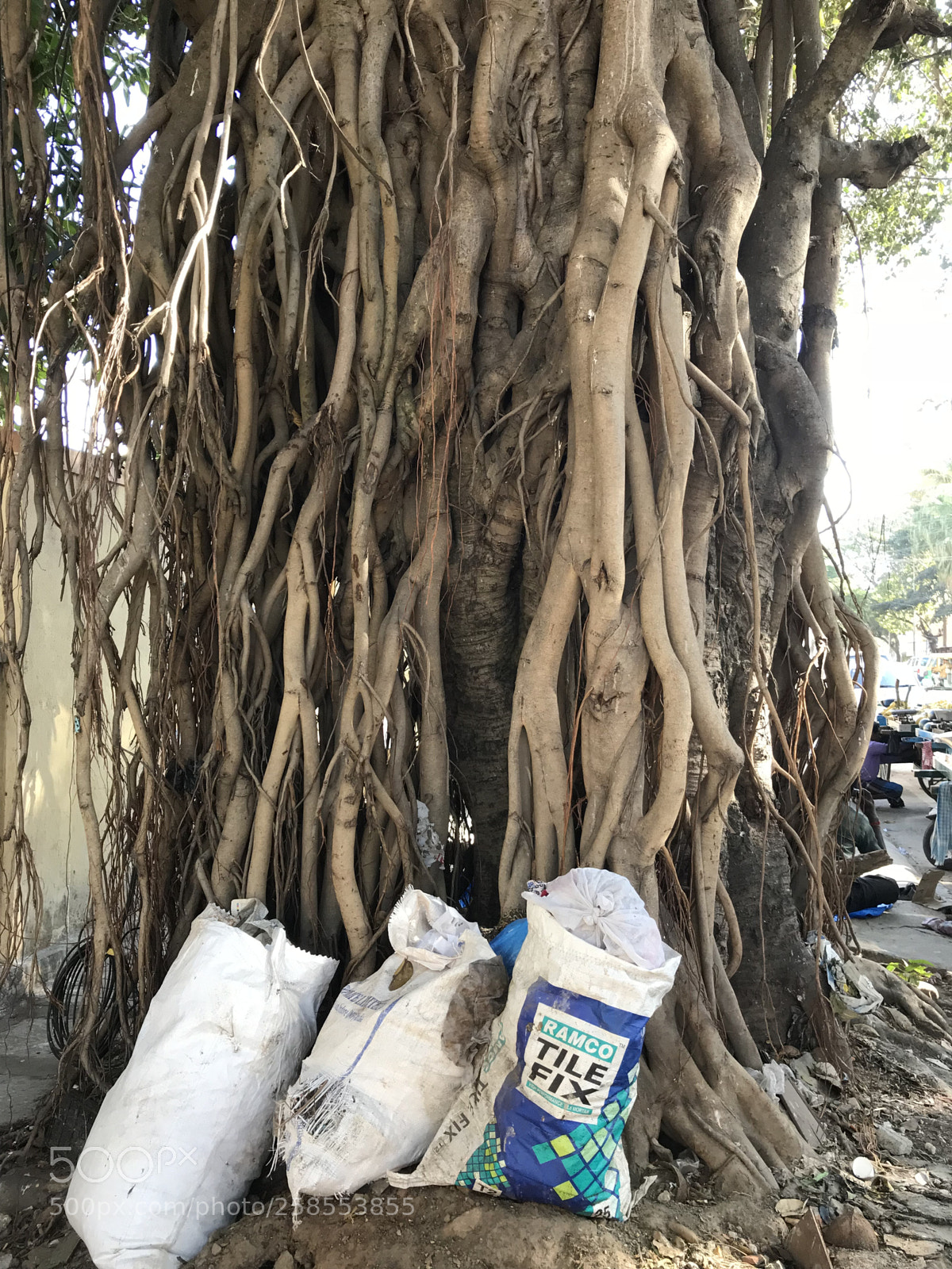 Apple iPhone 7 sample photo. Old banyan tree  photography